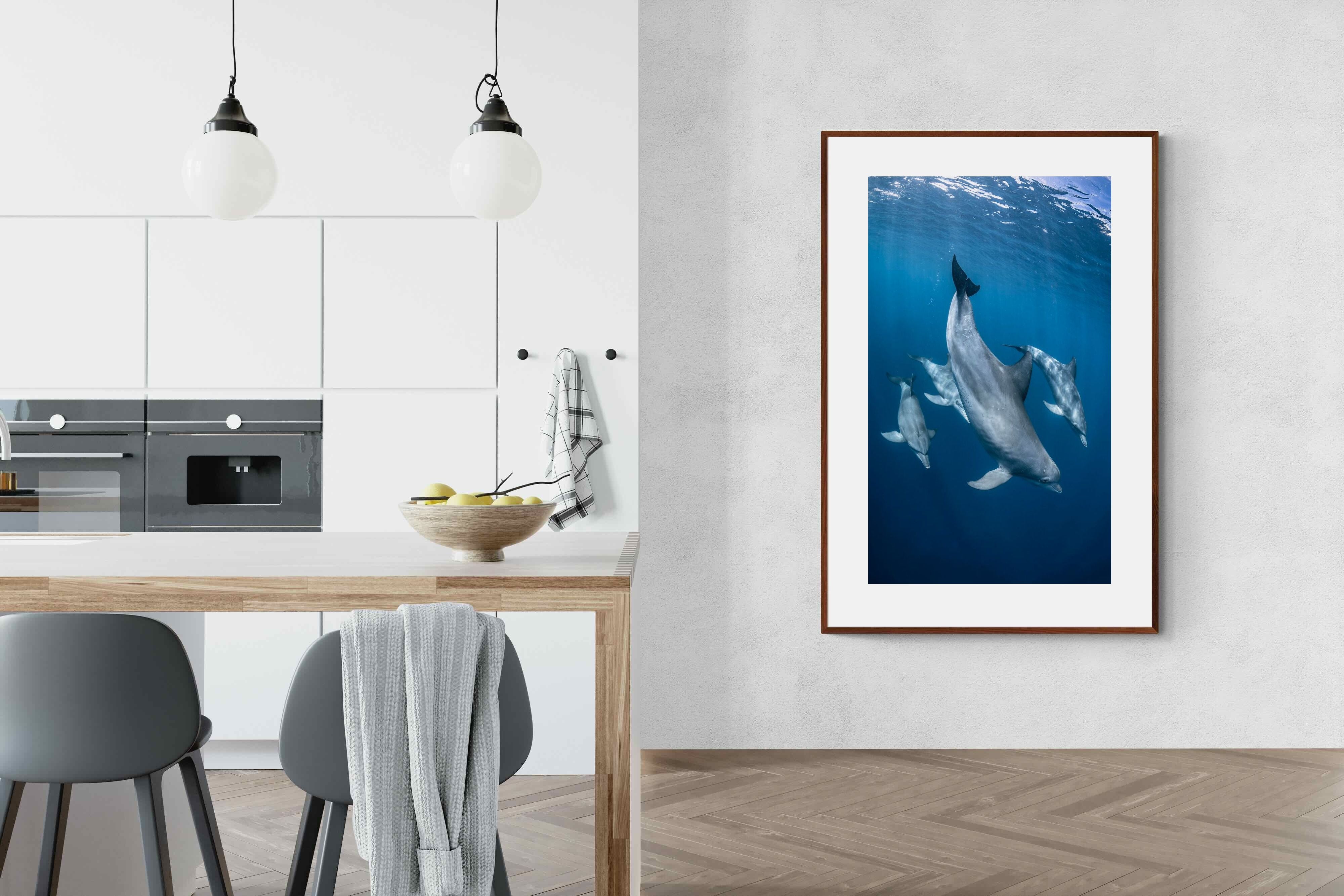 Pixalot ® Diving Dolphins