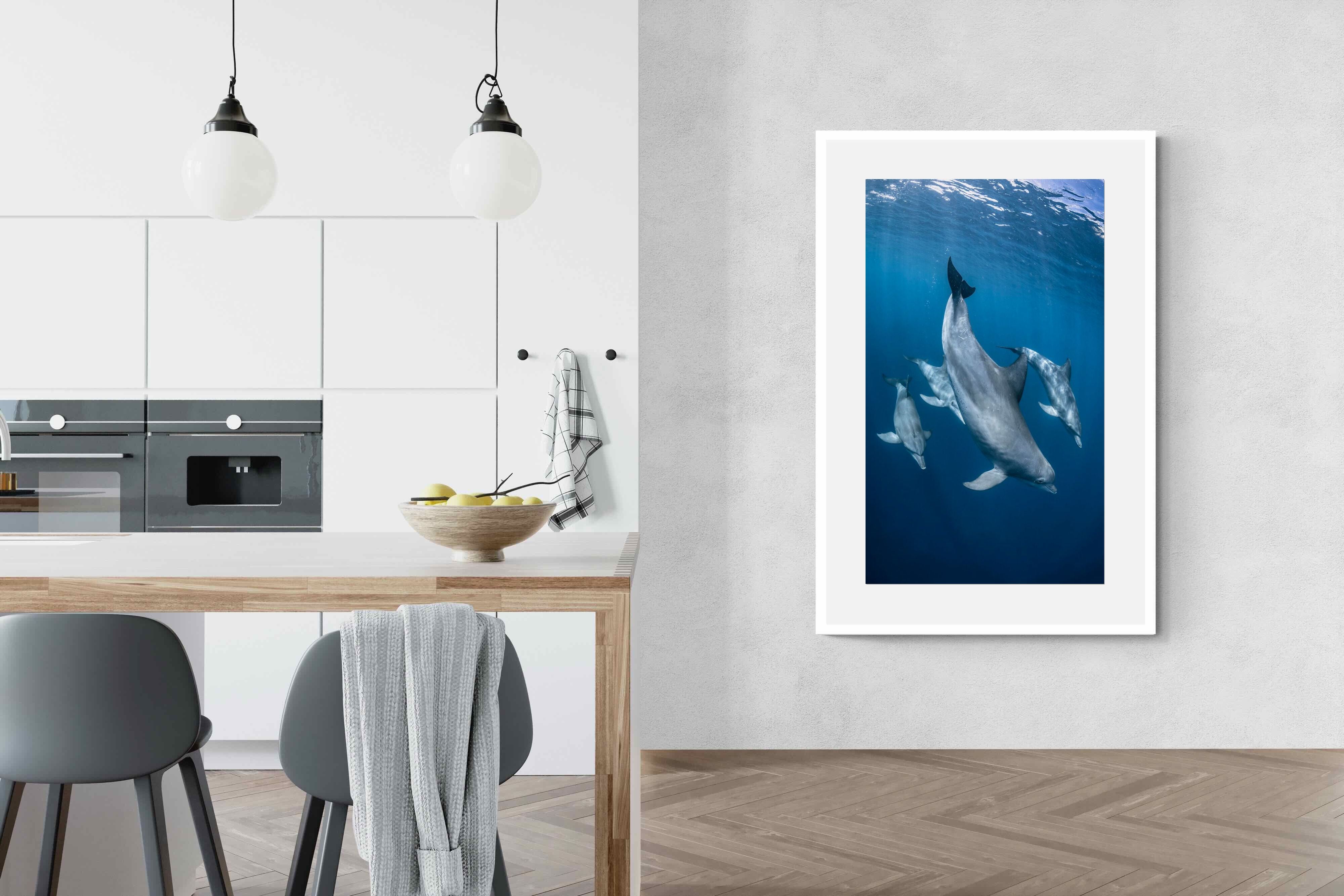 Pixalot ® Diving Dolphins