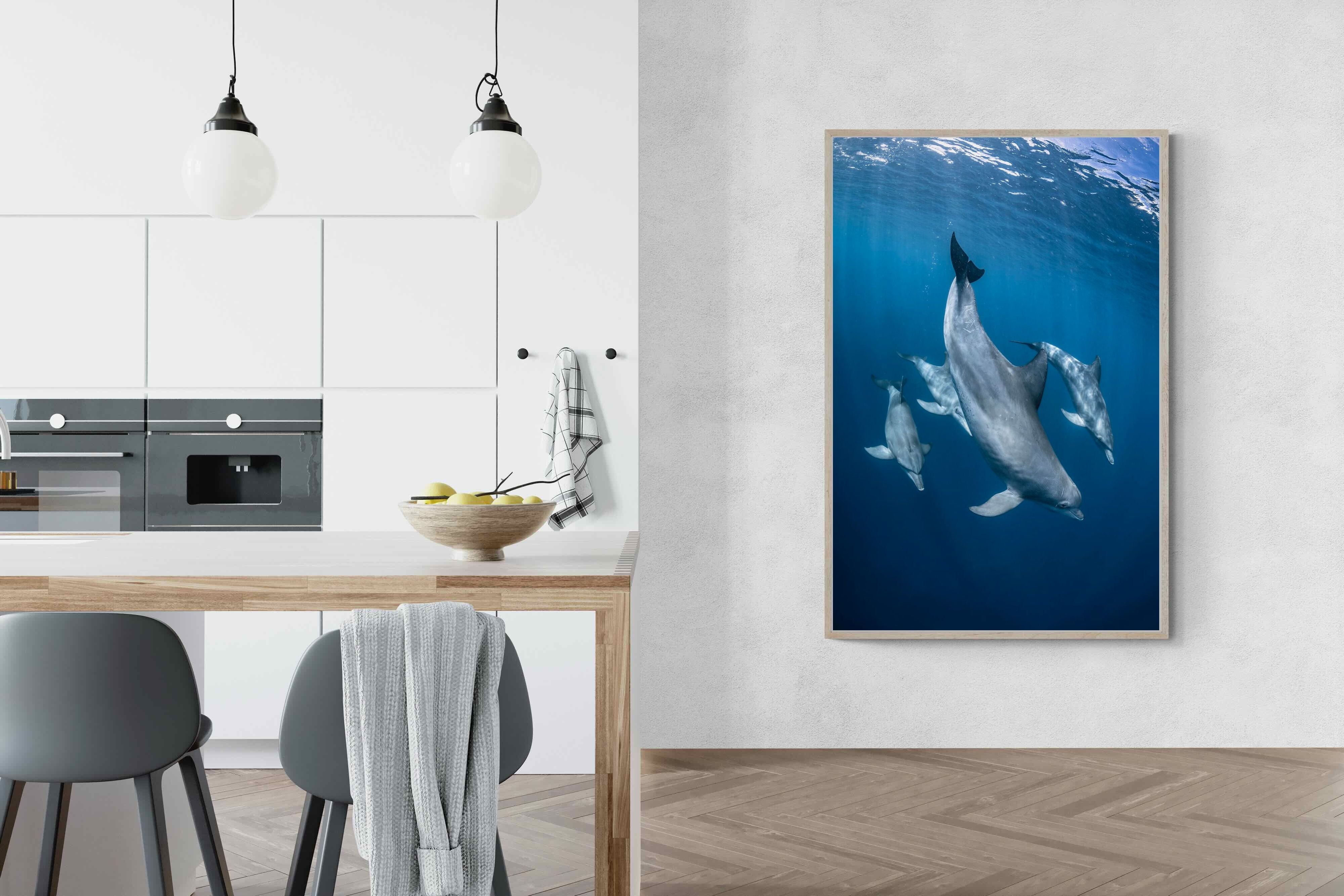 Pixalot ® Diving Dolphins