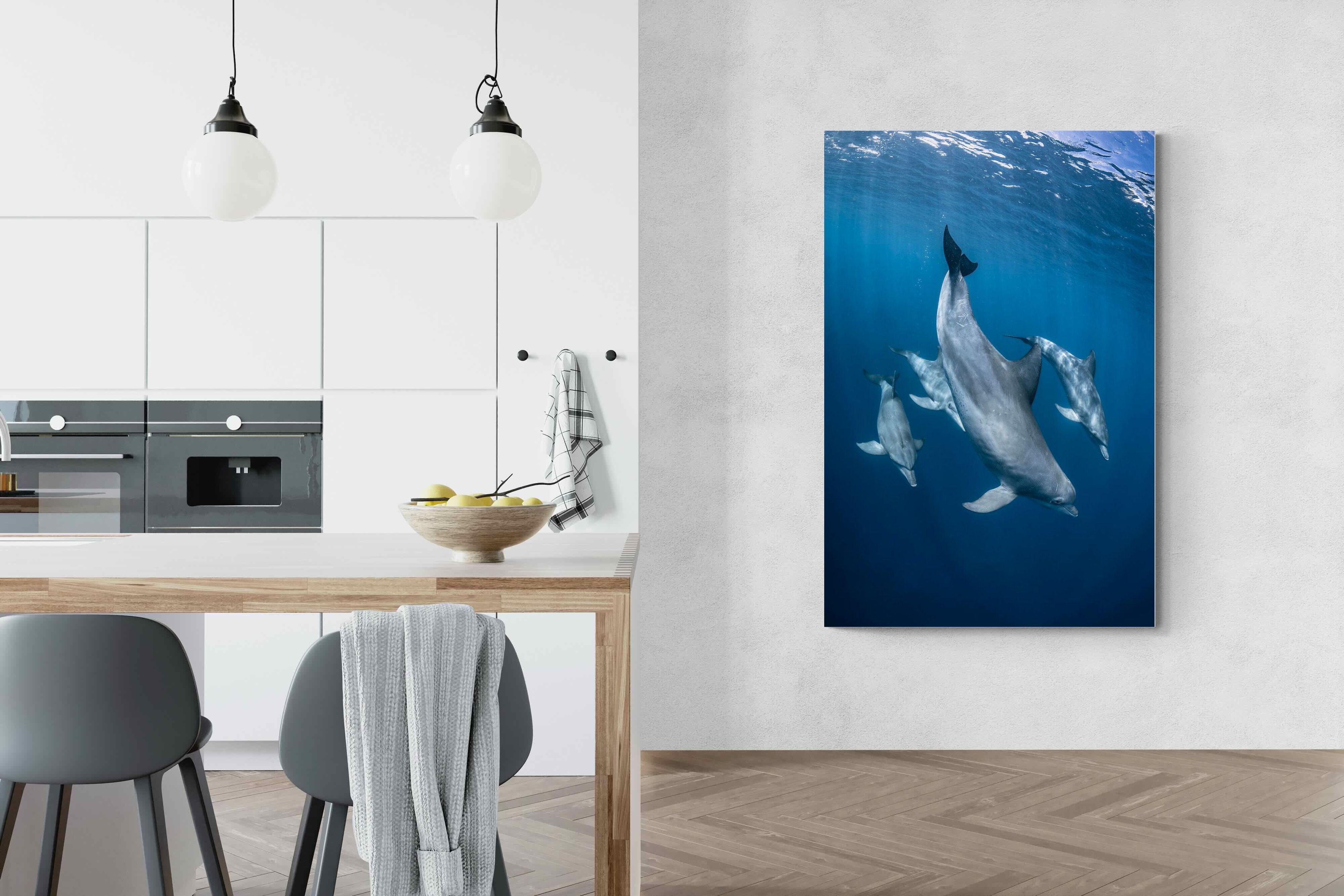 Pixalot ® Diving Dolphins