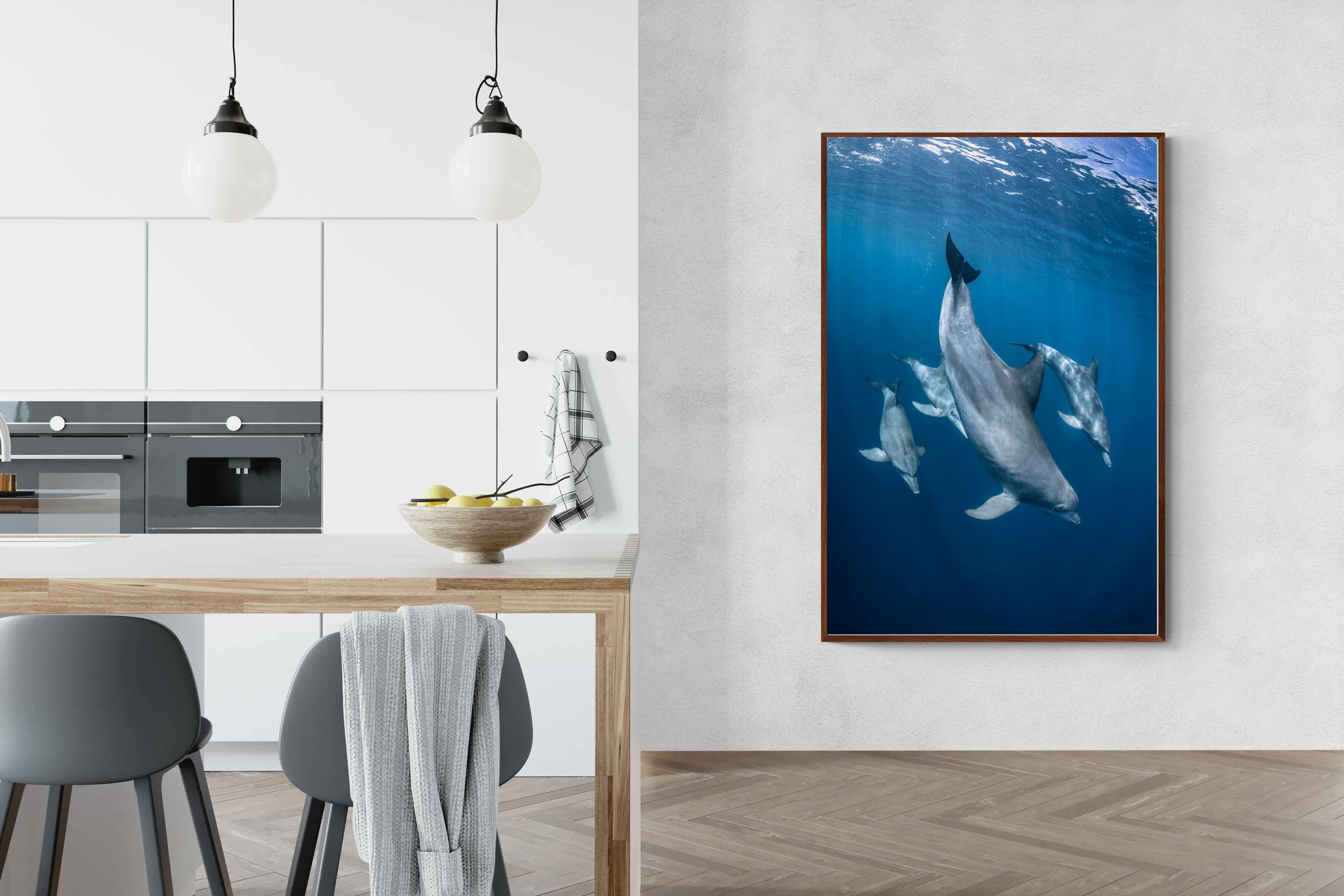 Pixalot ® Diving Dolphins
