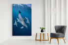 Pixalot ® Diving Dolphins