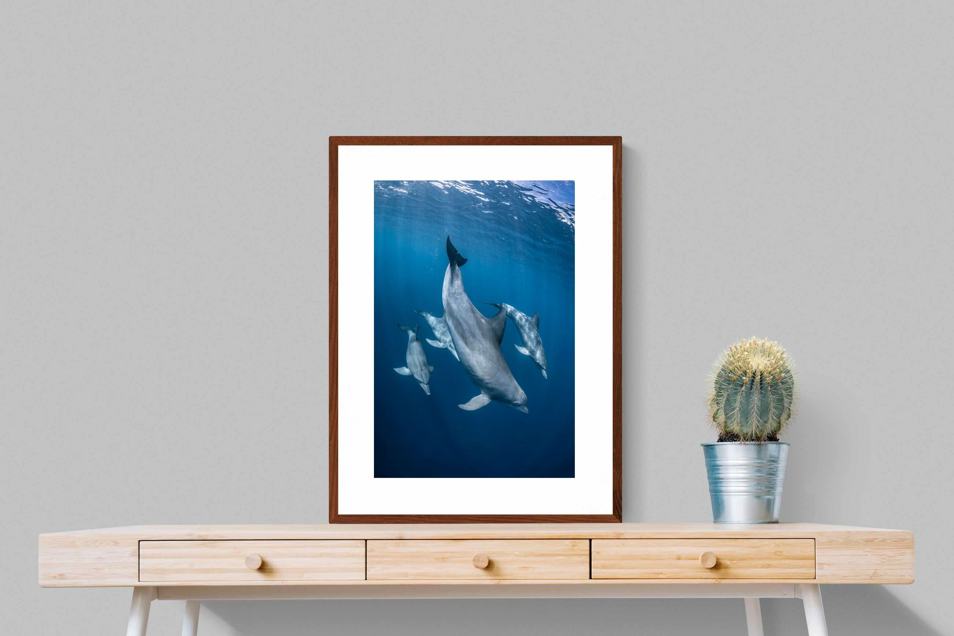 Pixalot ® Diving Dolphins