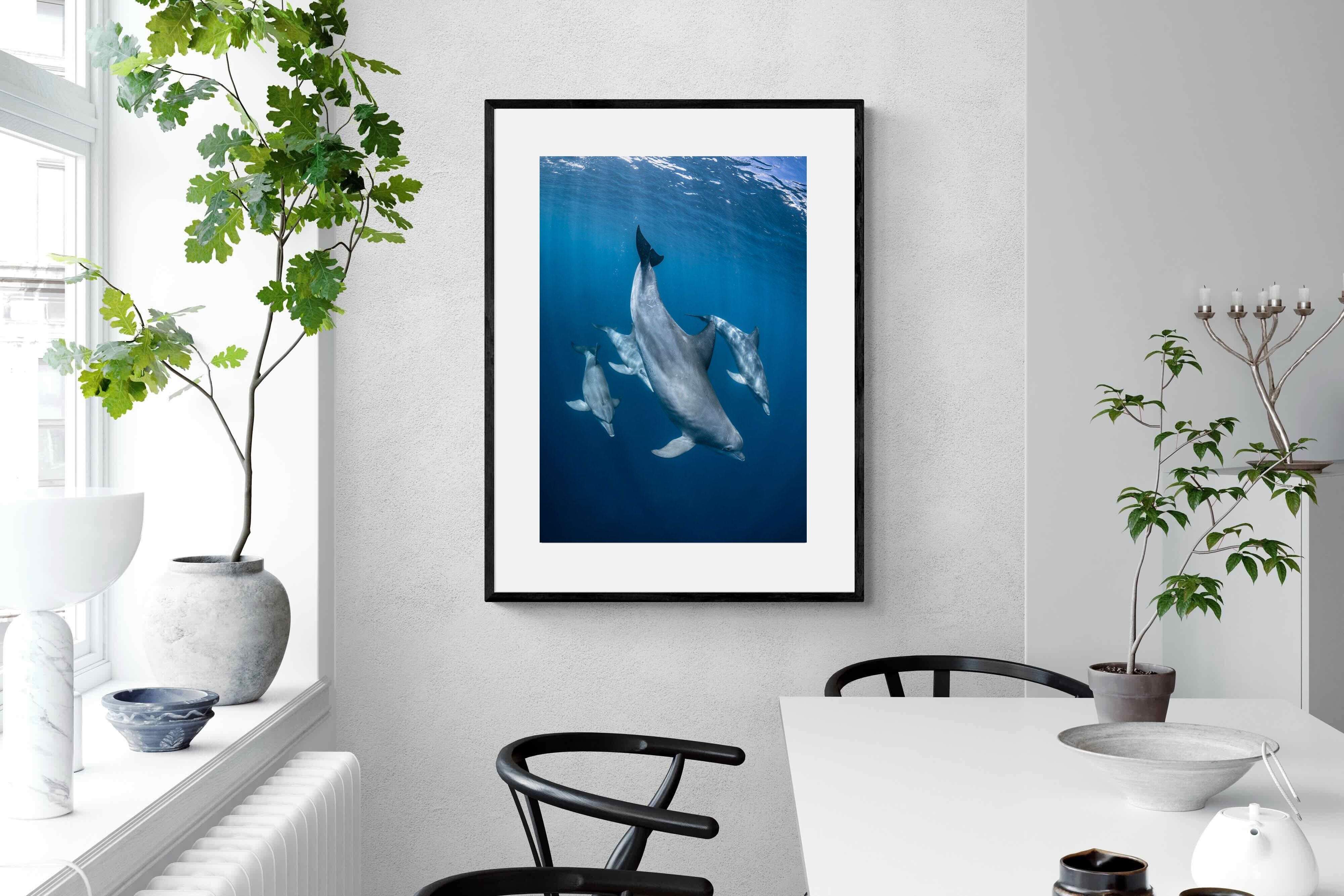 Pixalot ® Diving Dolphins