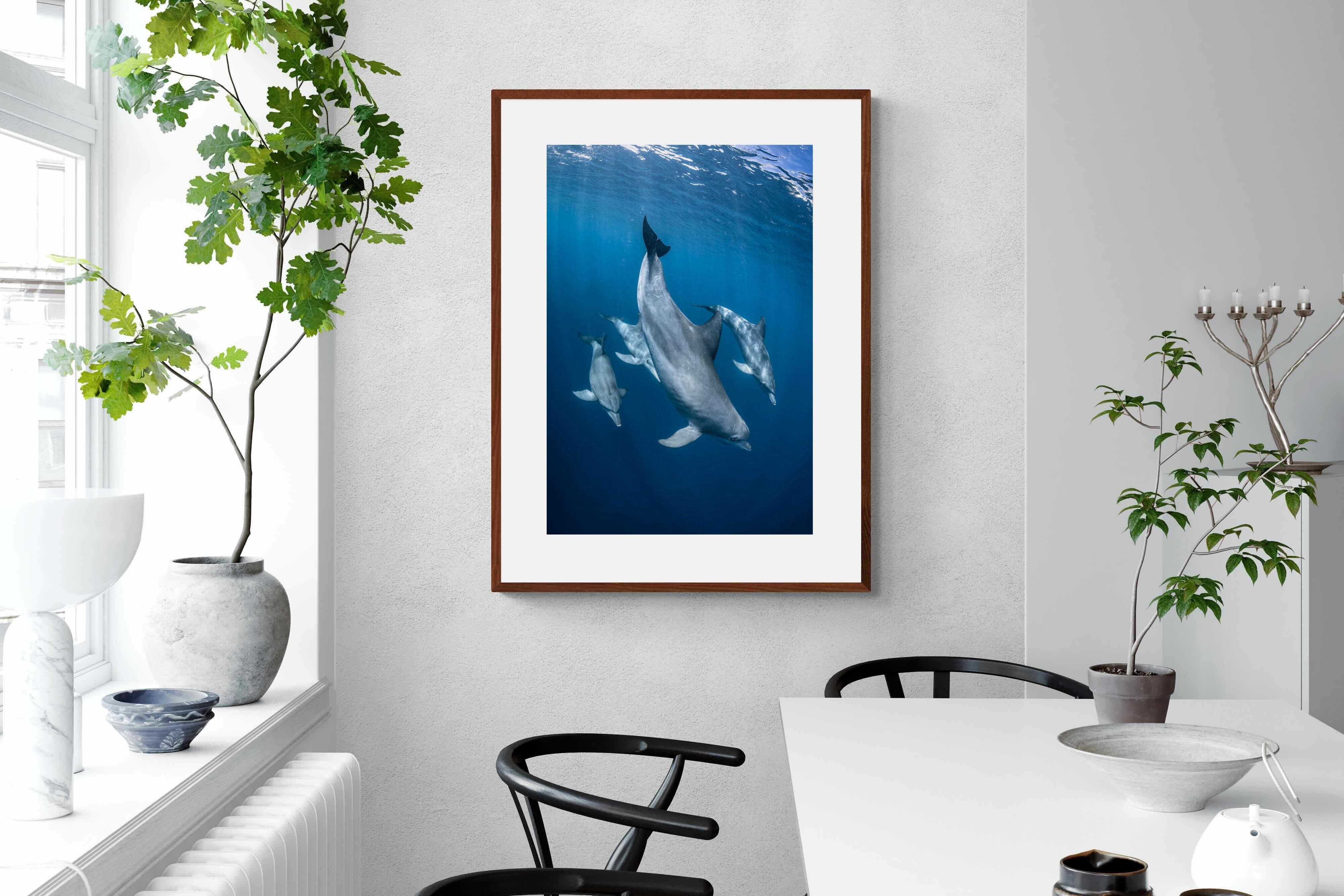Pixalot ® Diving Dolphins