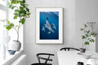 Pixalot ® Diving Dolphins