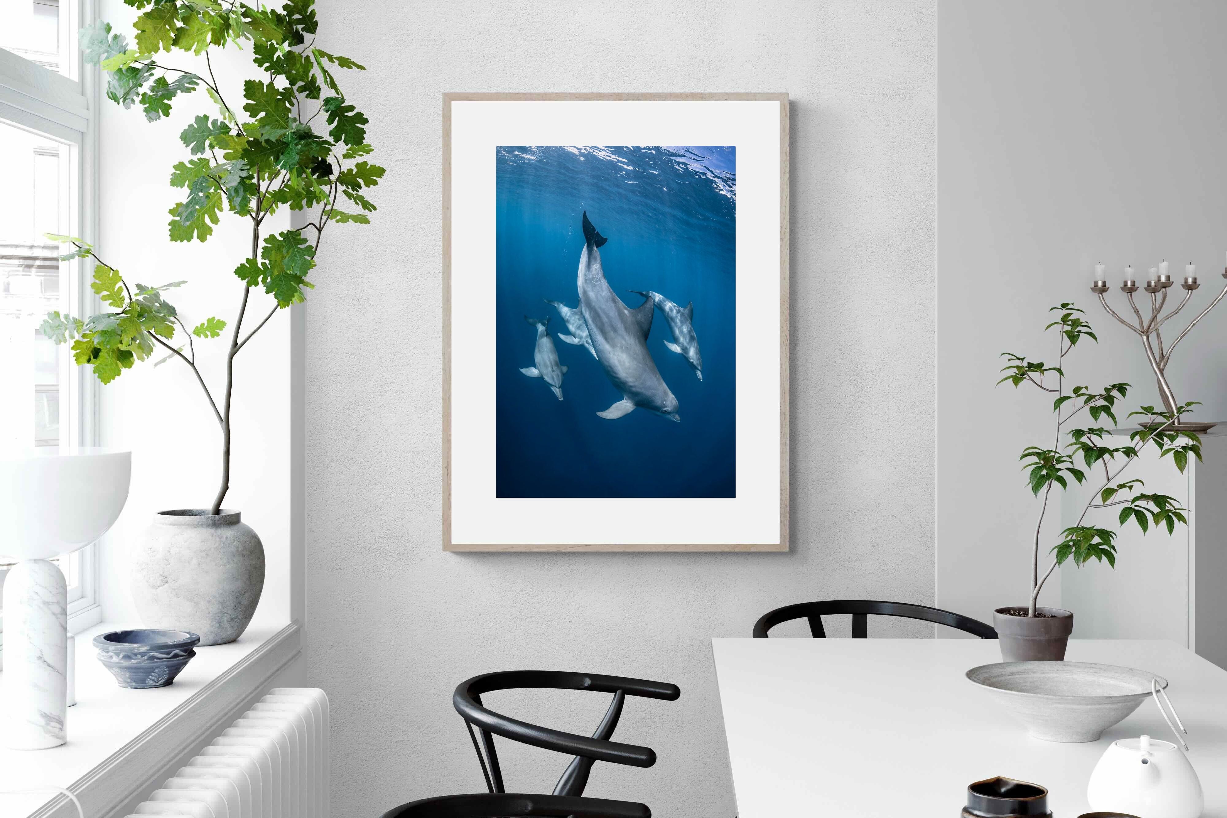 Pixalot ® Diving Dolphins