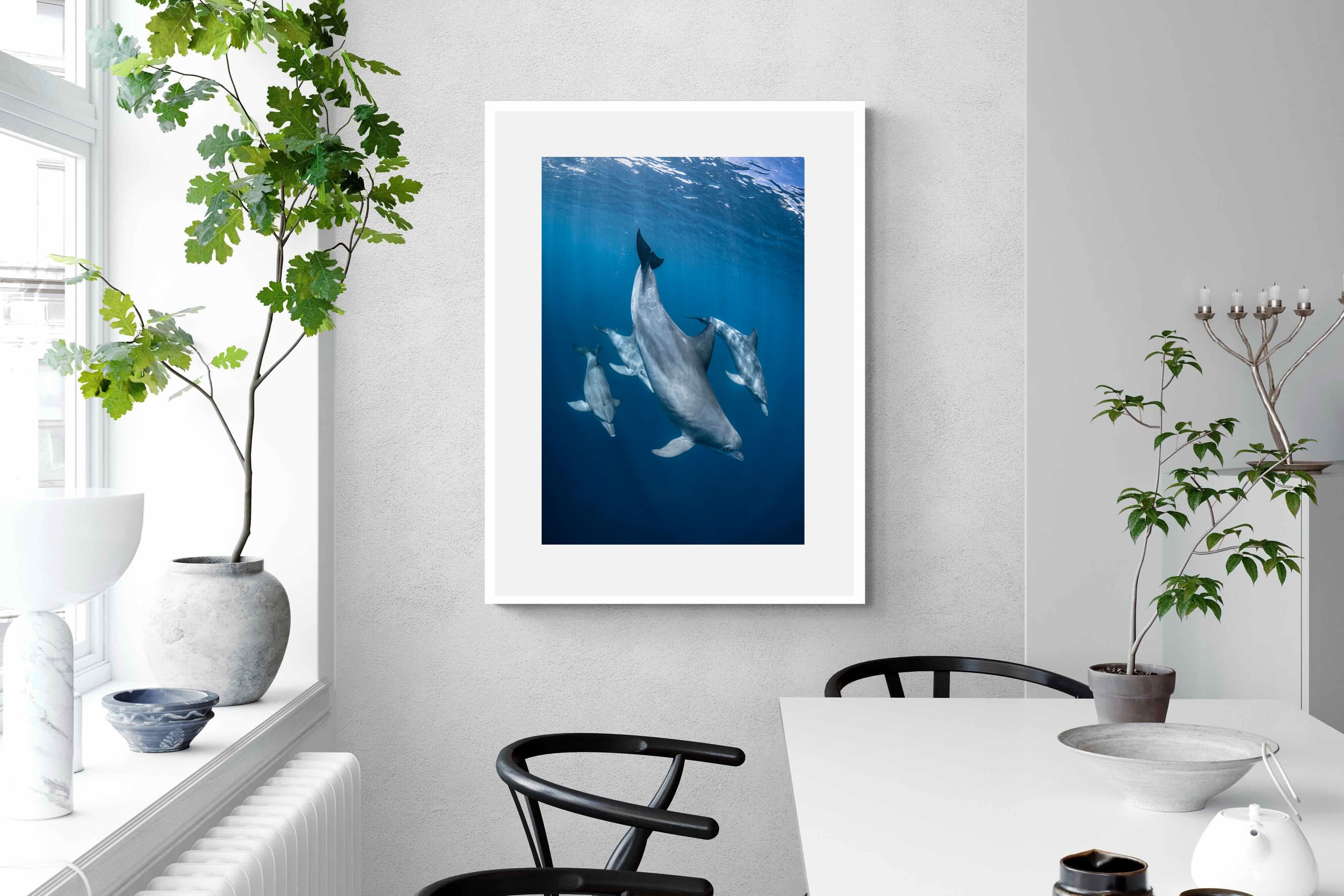 Pixalot ® Diving Dolphins