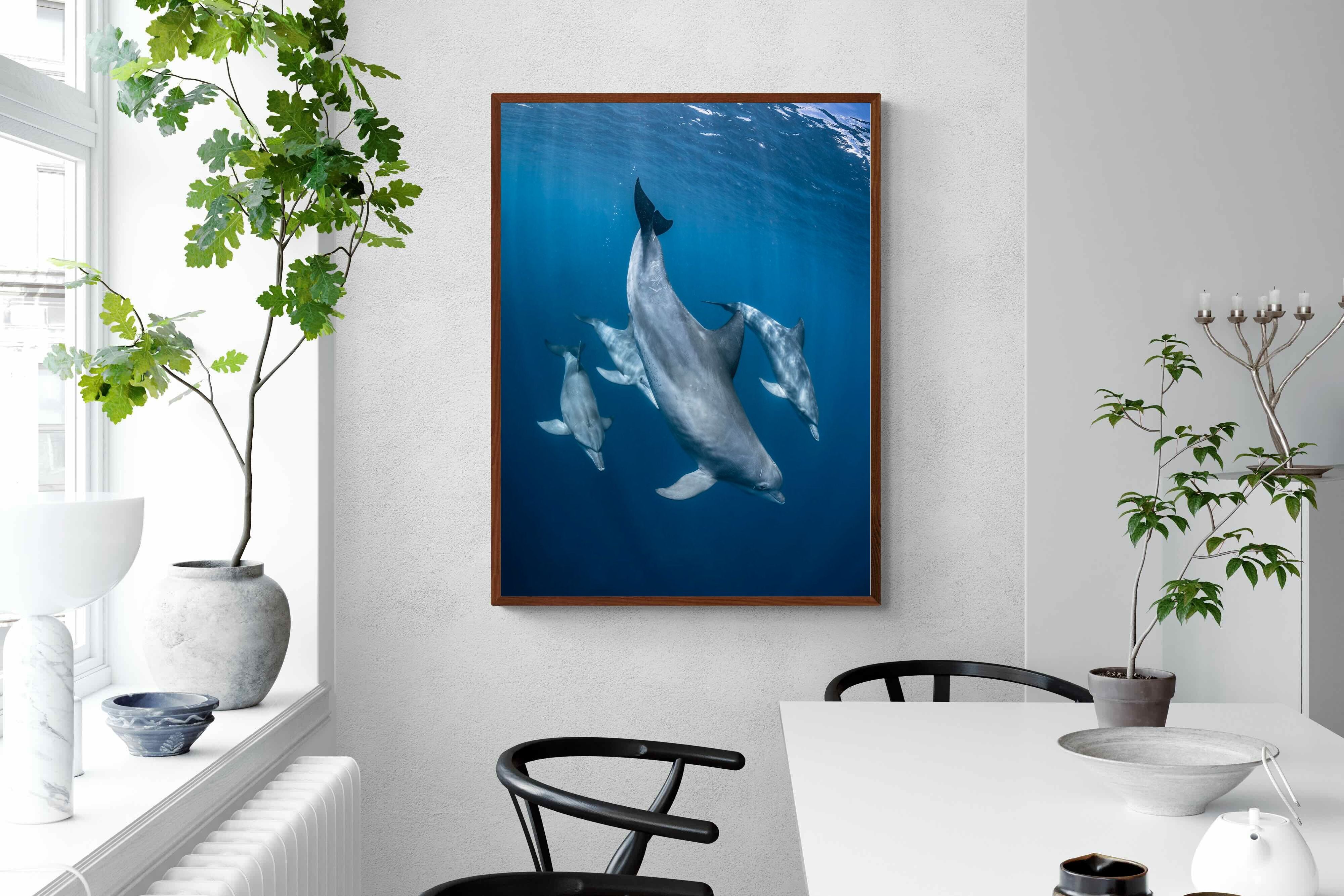 Pixalot ® Diving Dolphins