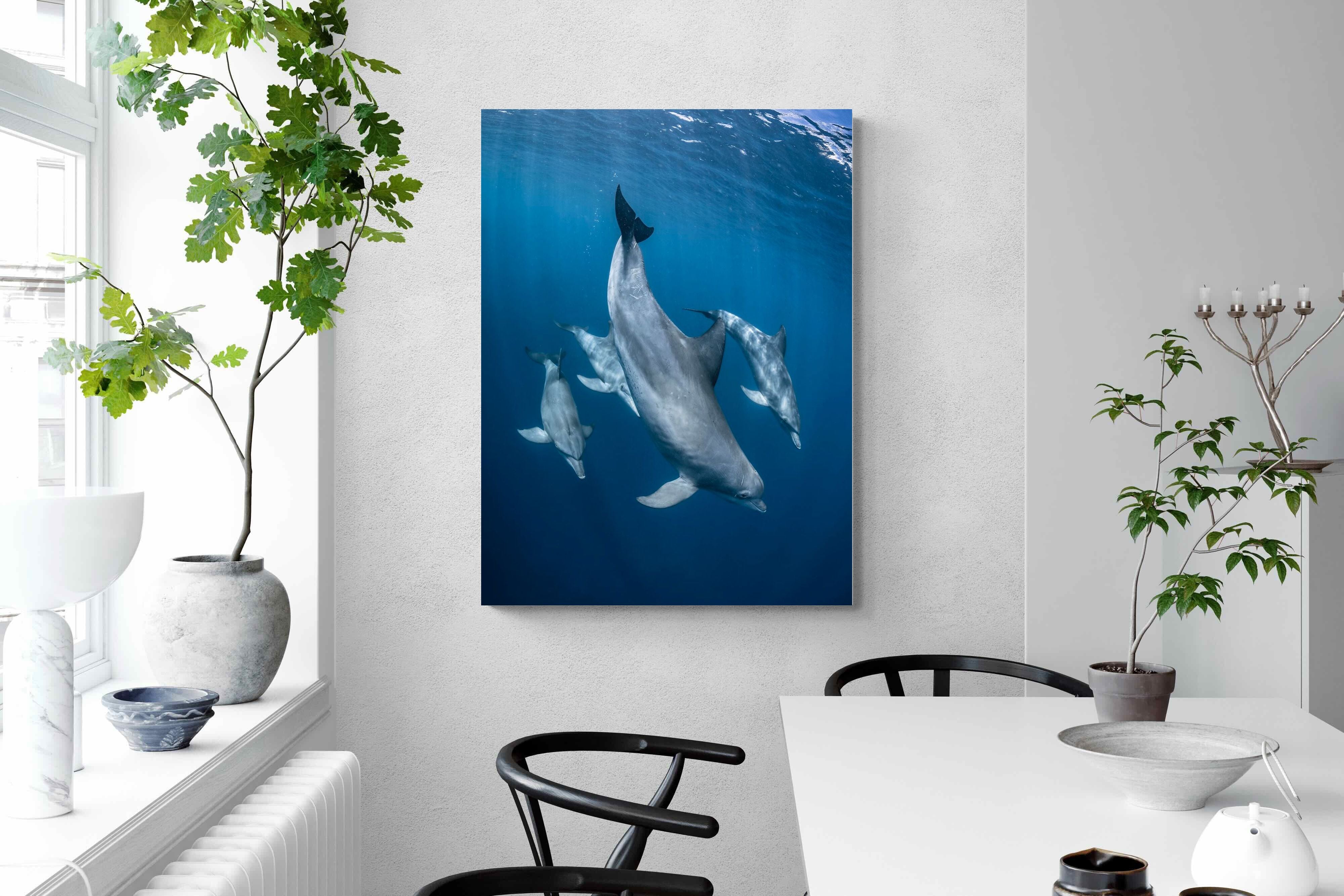 Pixalot ® Diving Dolphins