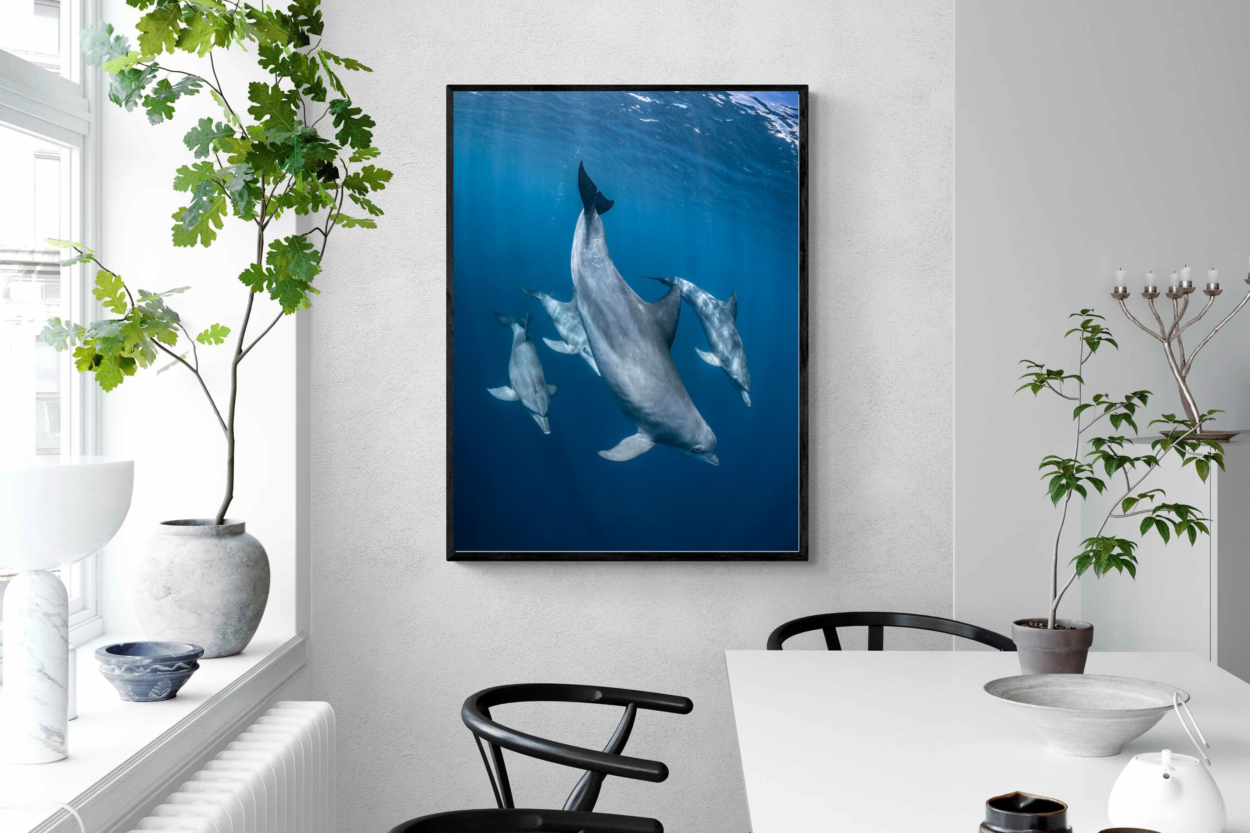 Pixalot ® Diving Dolphins