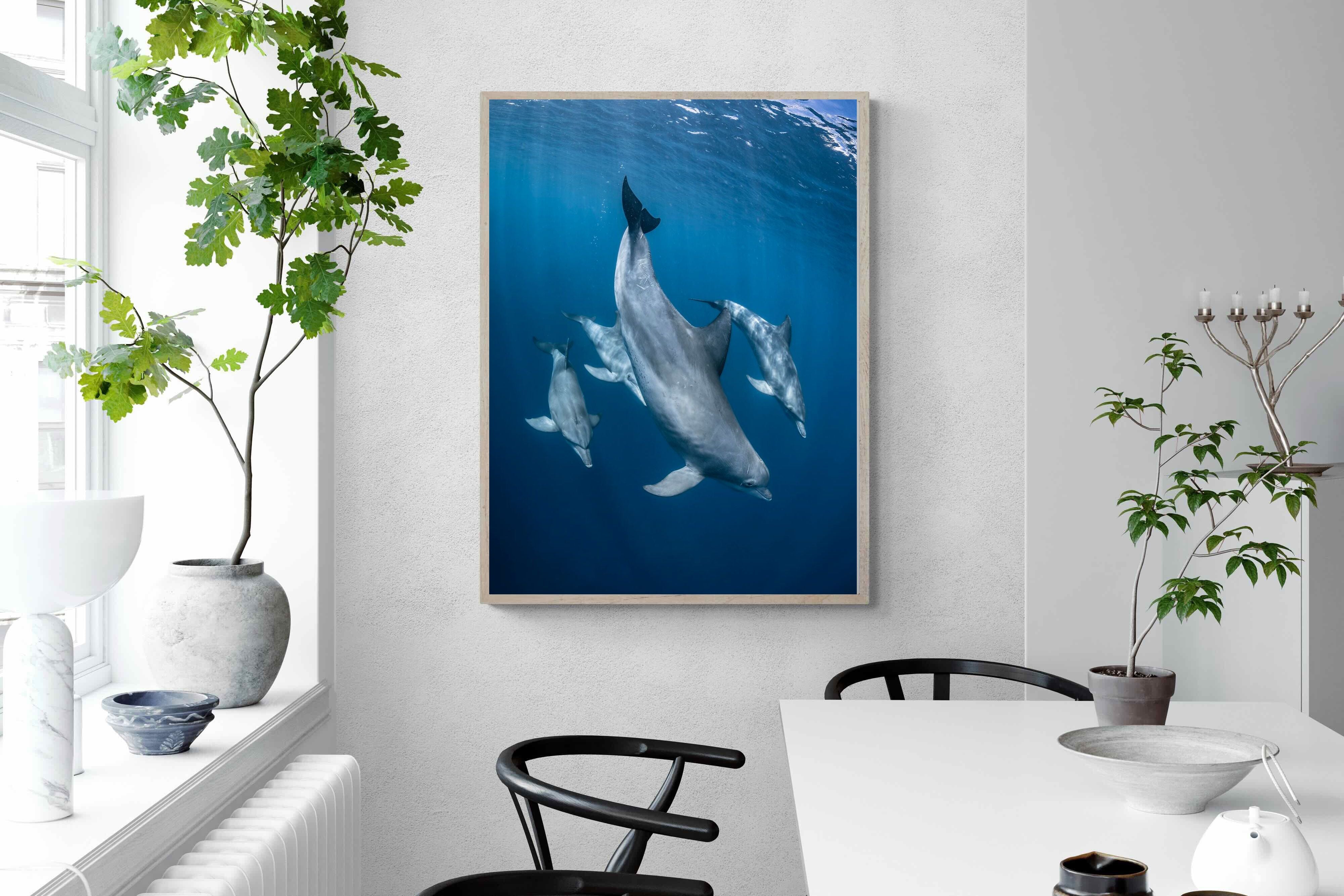 Pixalot ® Diving Dolphins