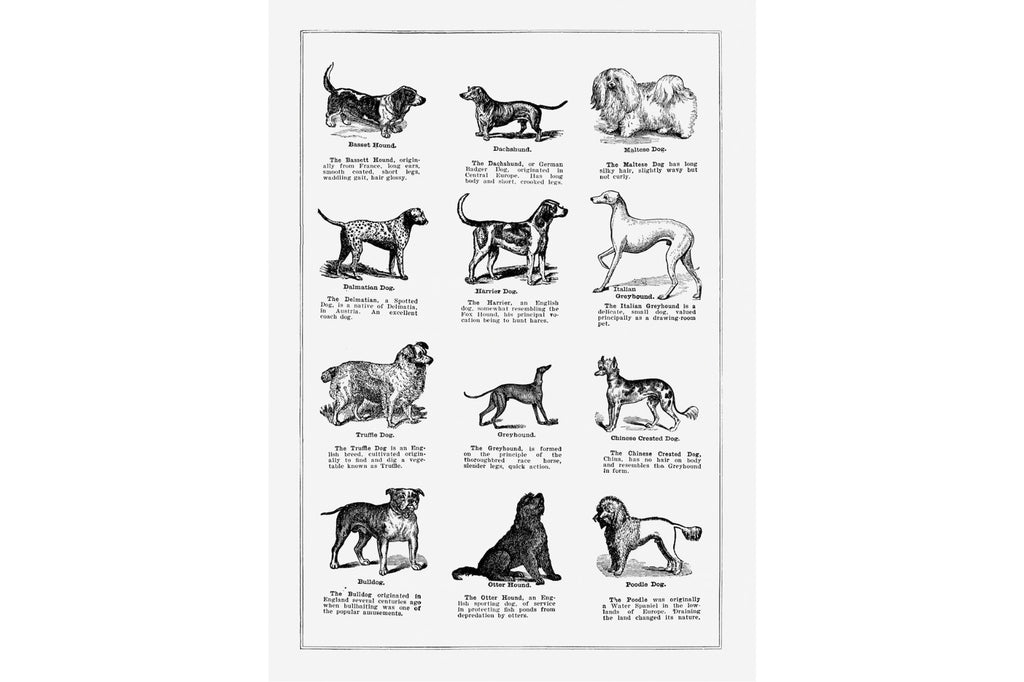 Dog Breeds