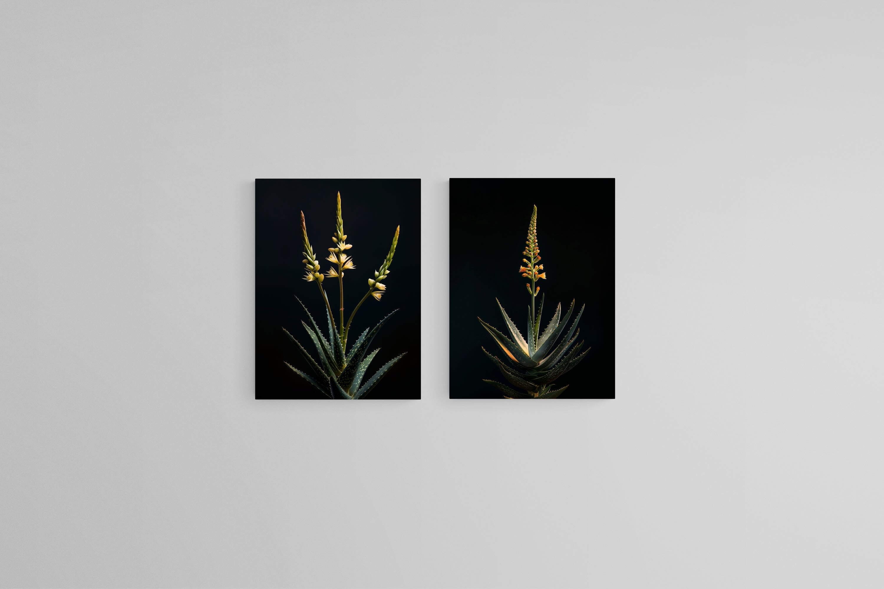 Dramatic Aloe Set