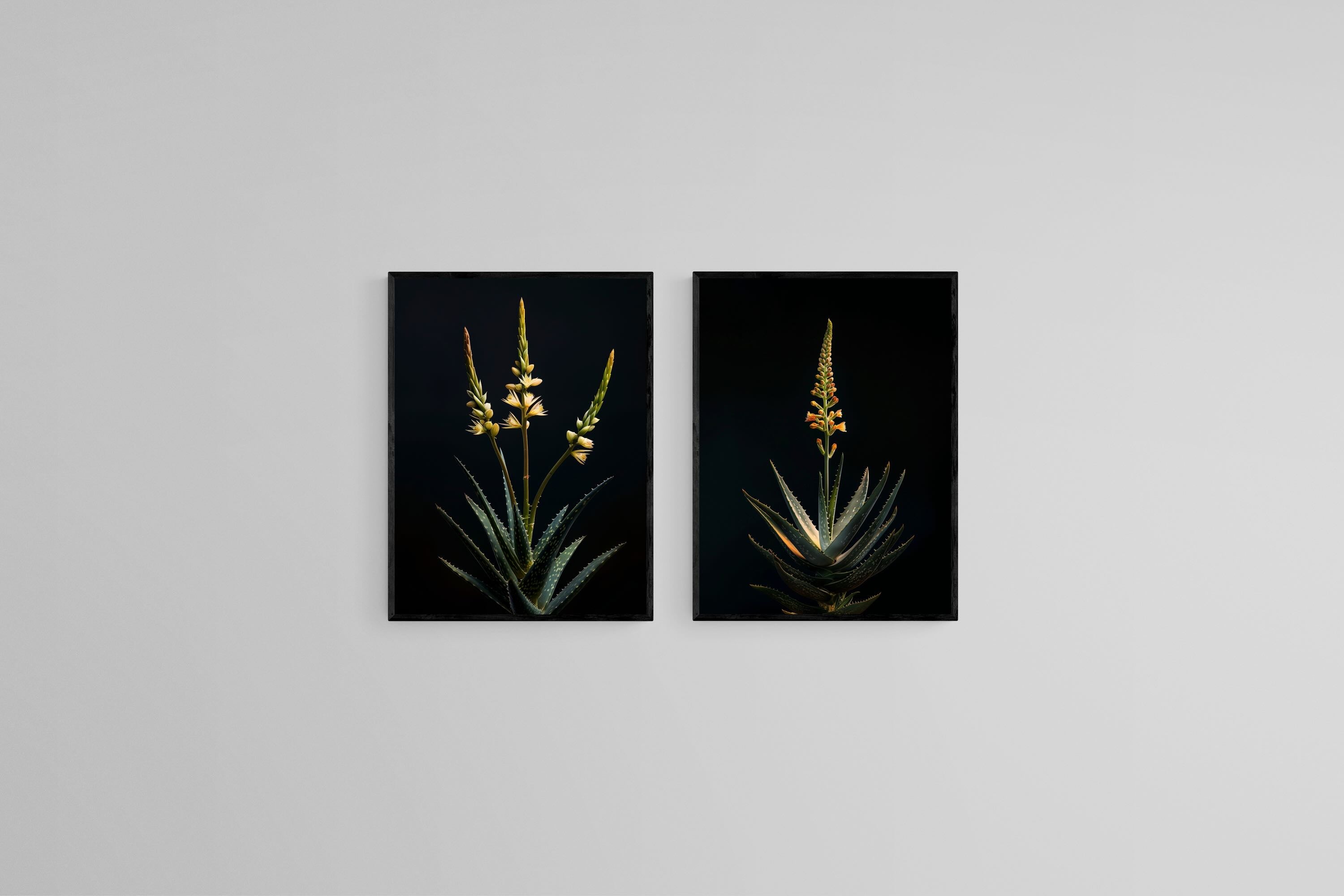 Dramatic Aloe Set
