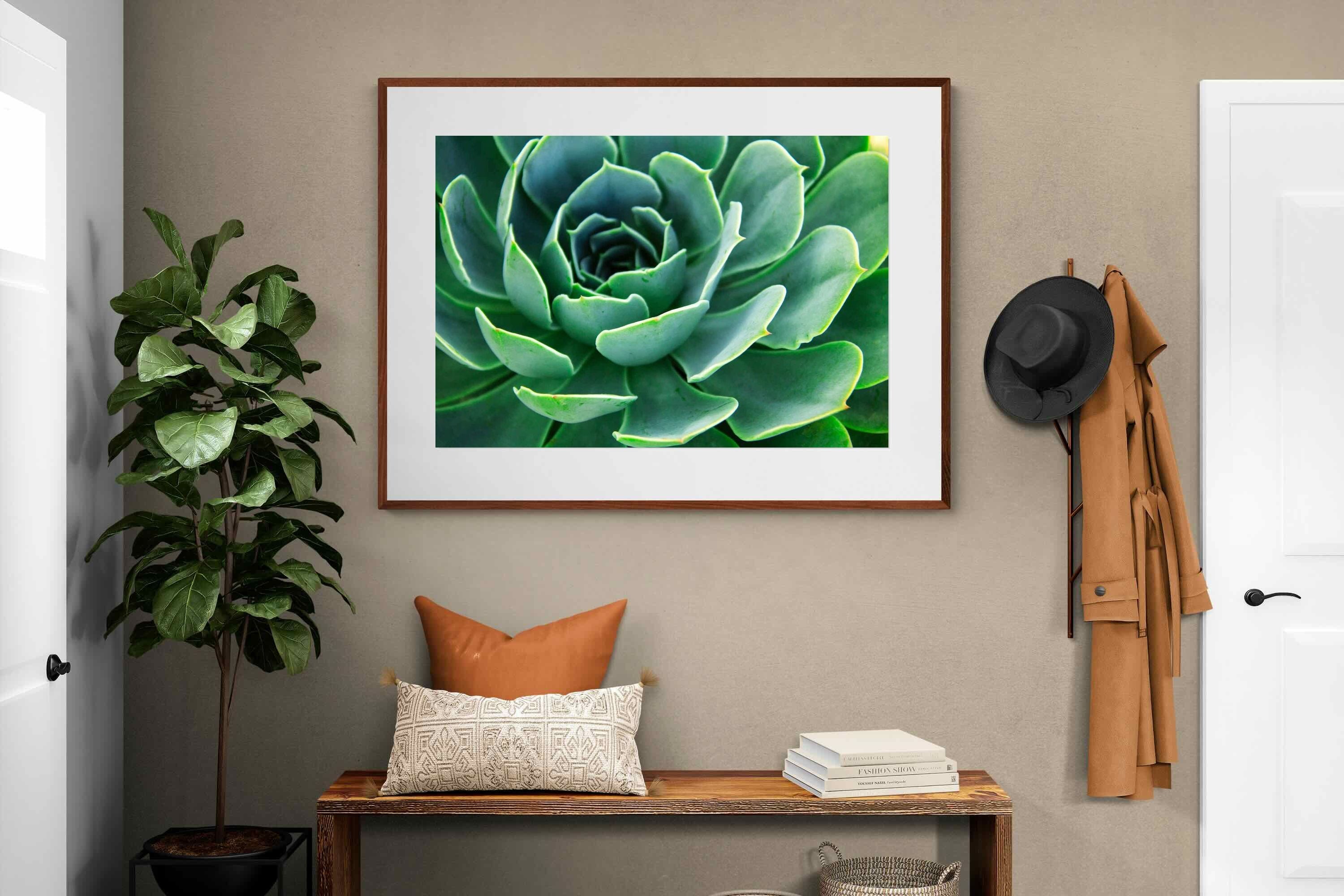 Pixalot ® Echeveria Elegans