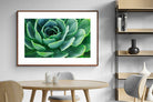 Pixalot ® Echeveria Elegans