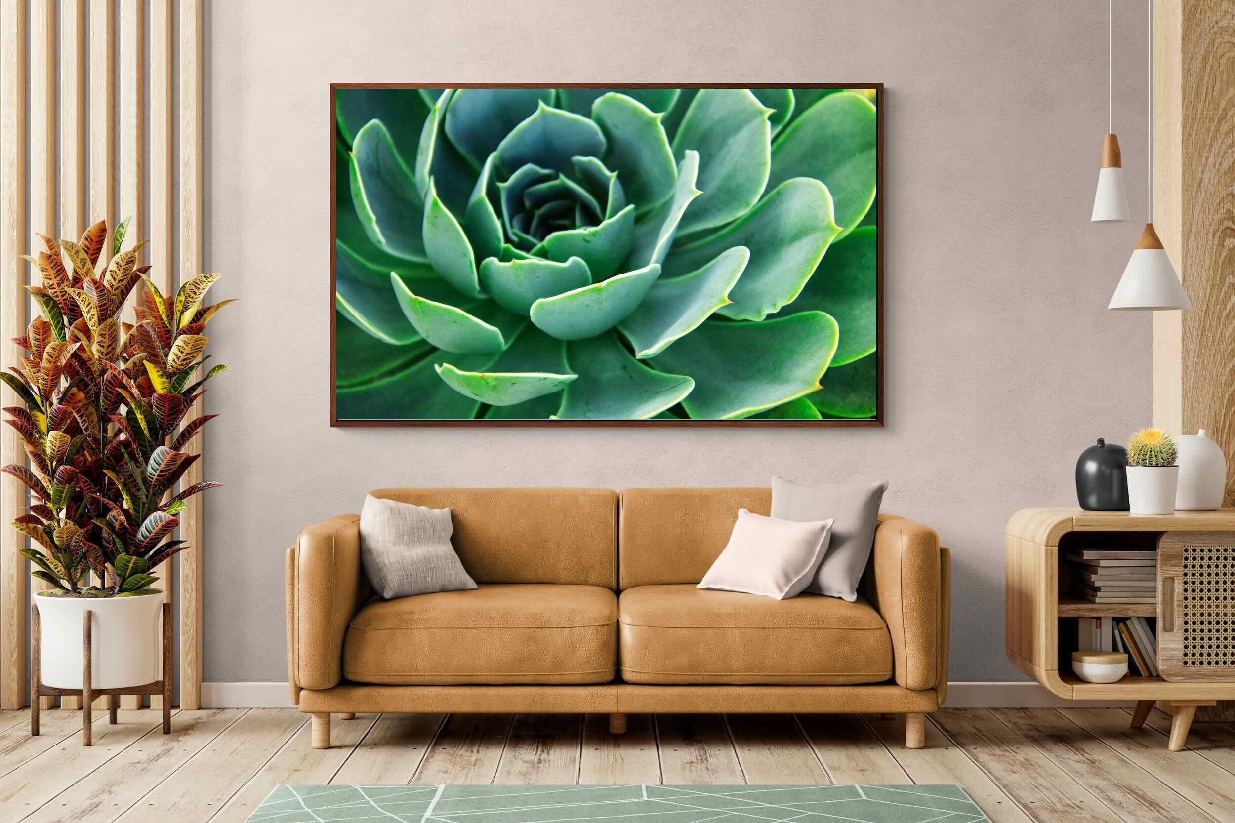 Pixalot ® Echeveria Elegans