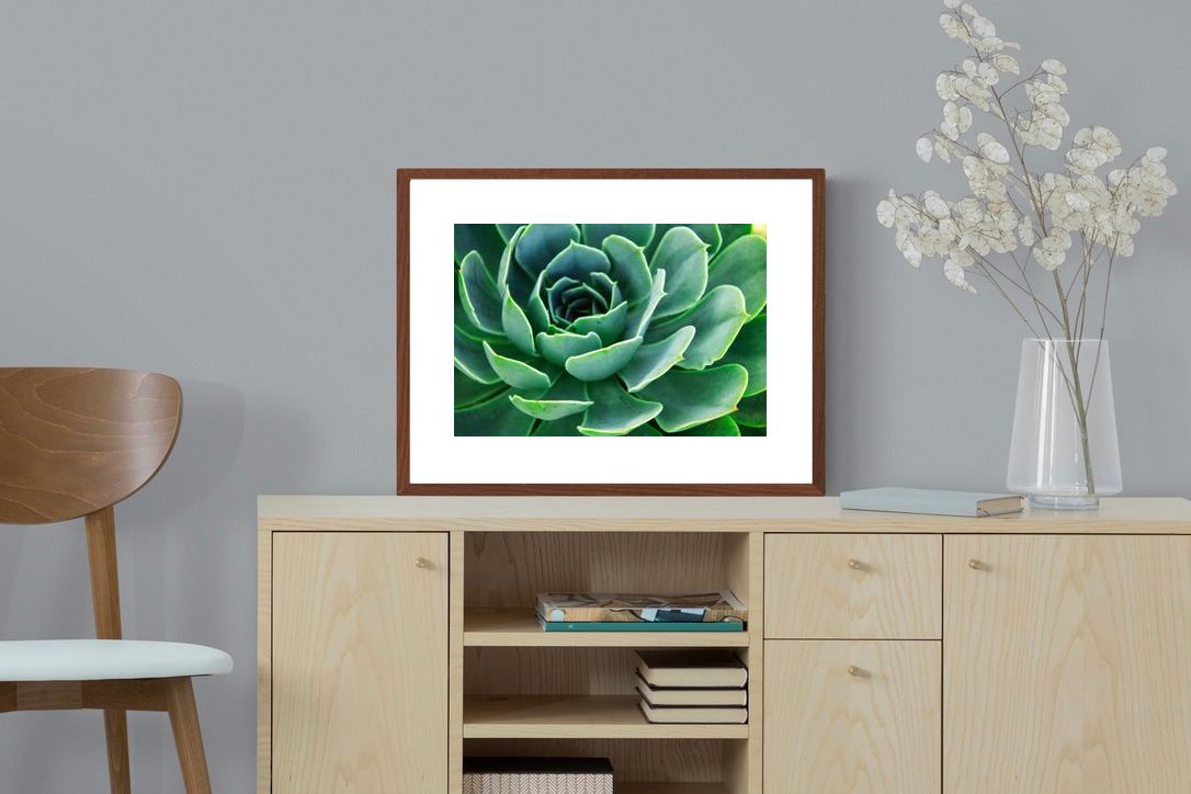 Pixalot ® Echeveria Elegans