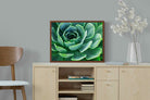 Pixalot ® Echeveria Elegans