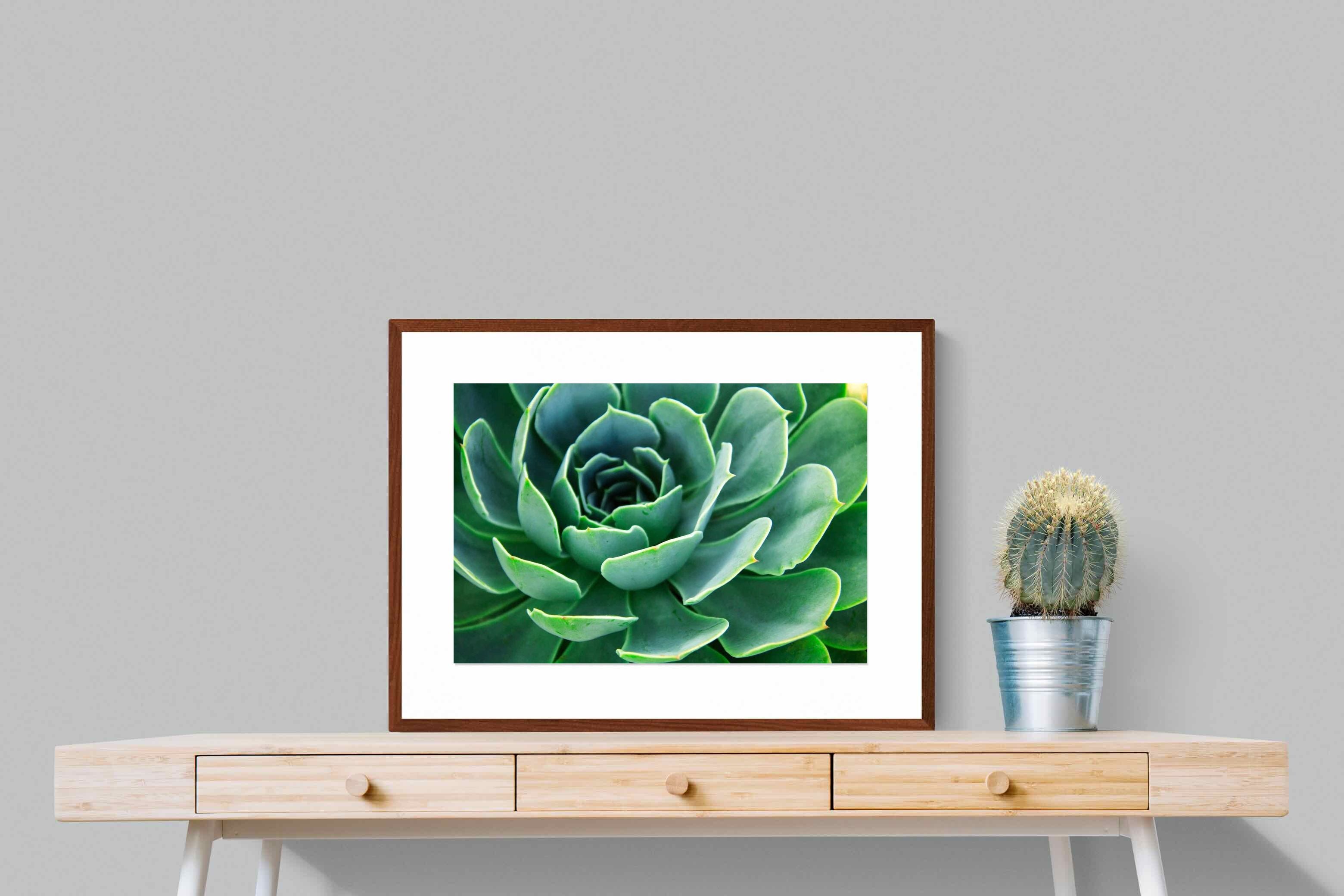 Pixalot ® Echeveria Elegans