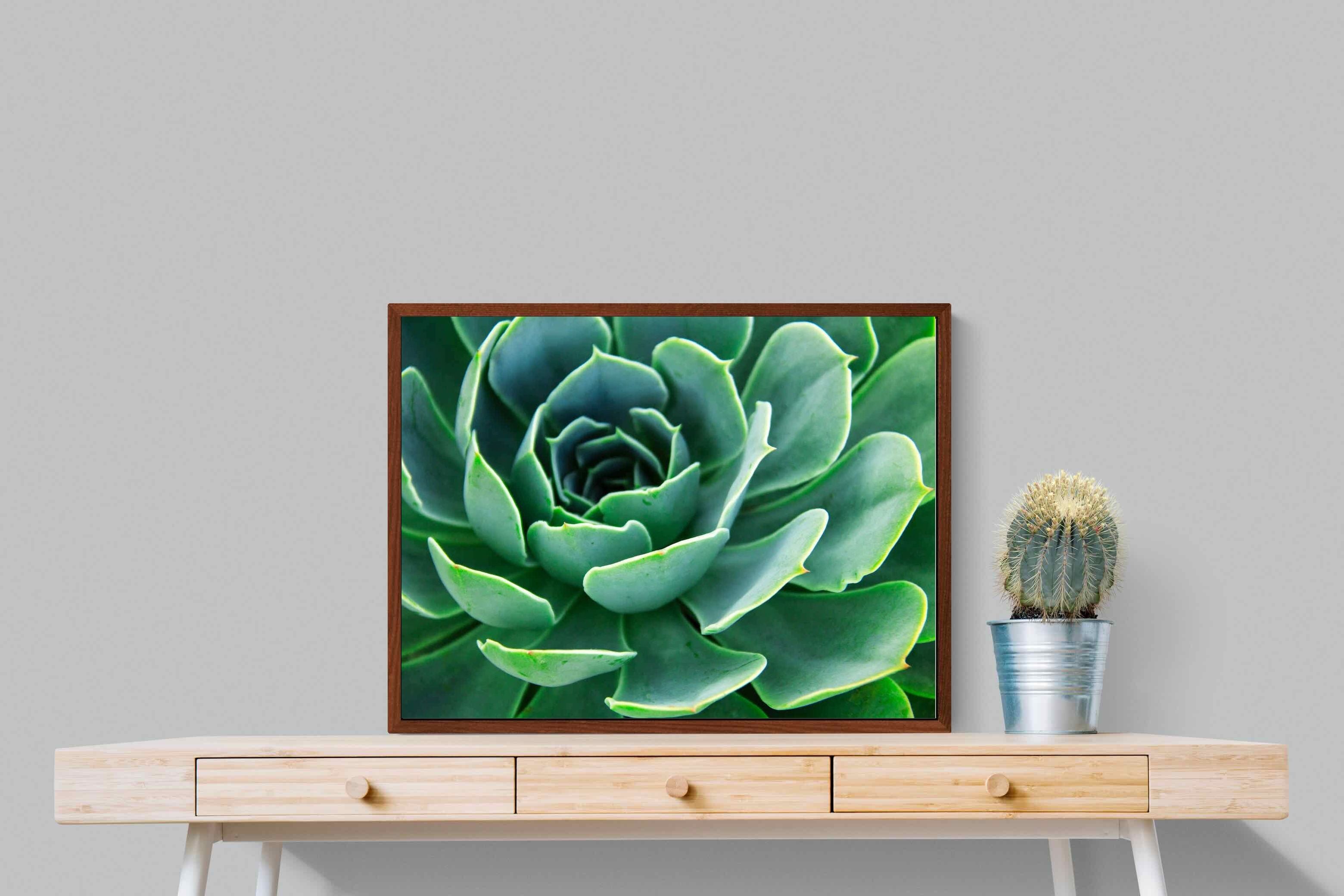 Pixalot ® Echeveria Elegans