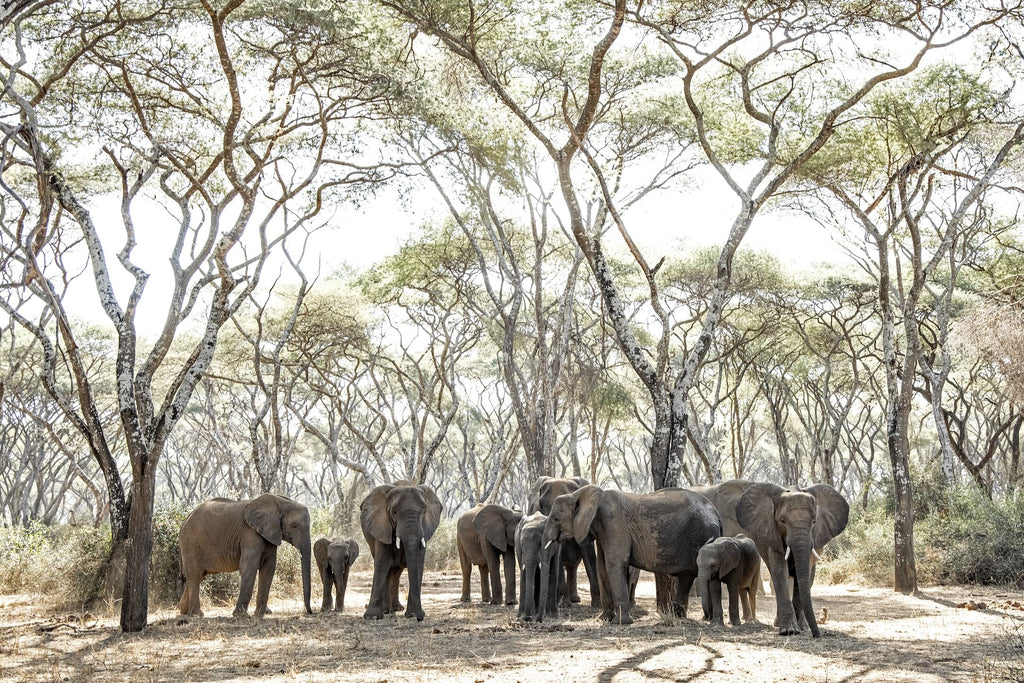 Elephants Under Umbrellas-Wall_Art-Pixalot