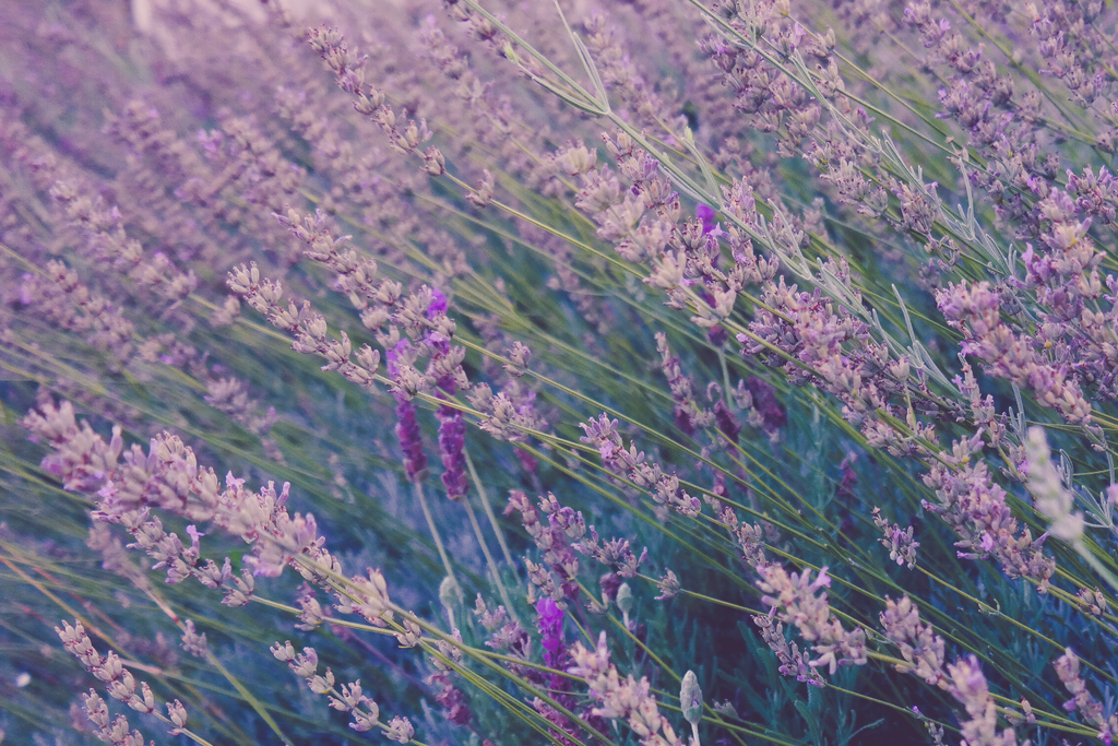 Fields of Lavender