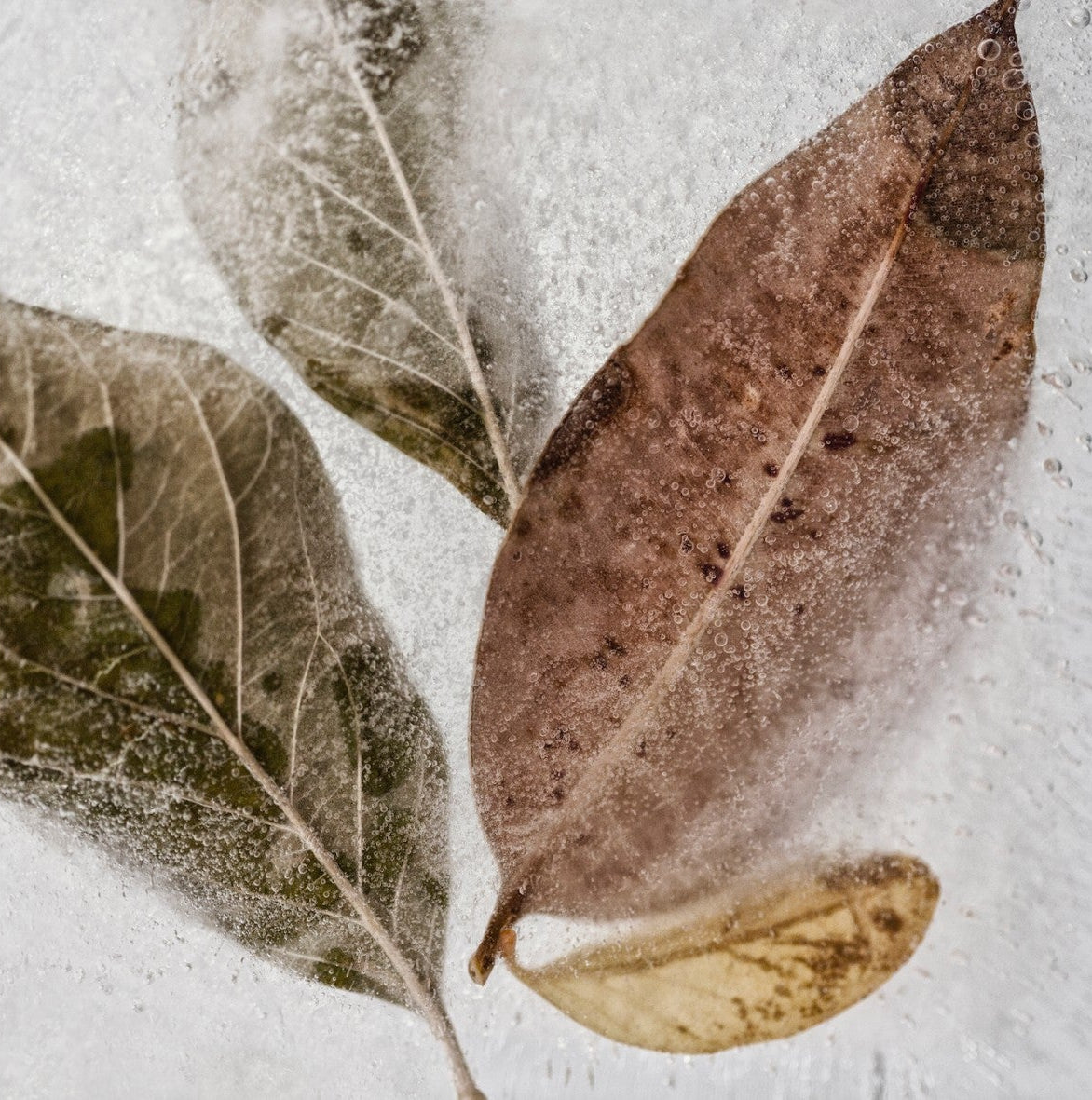 Frozen Leaves