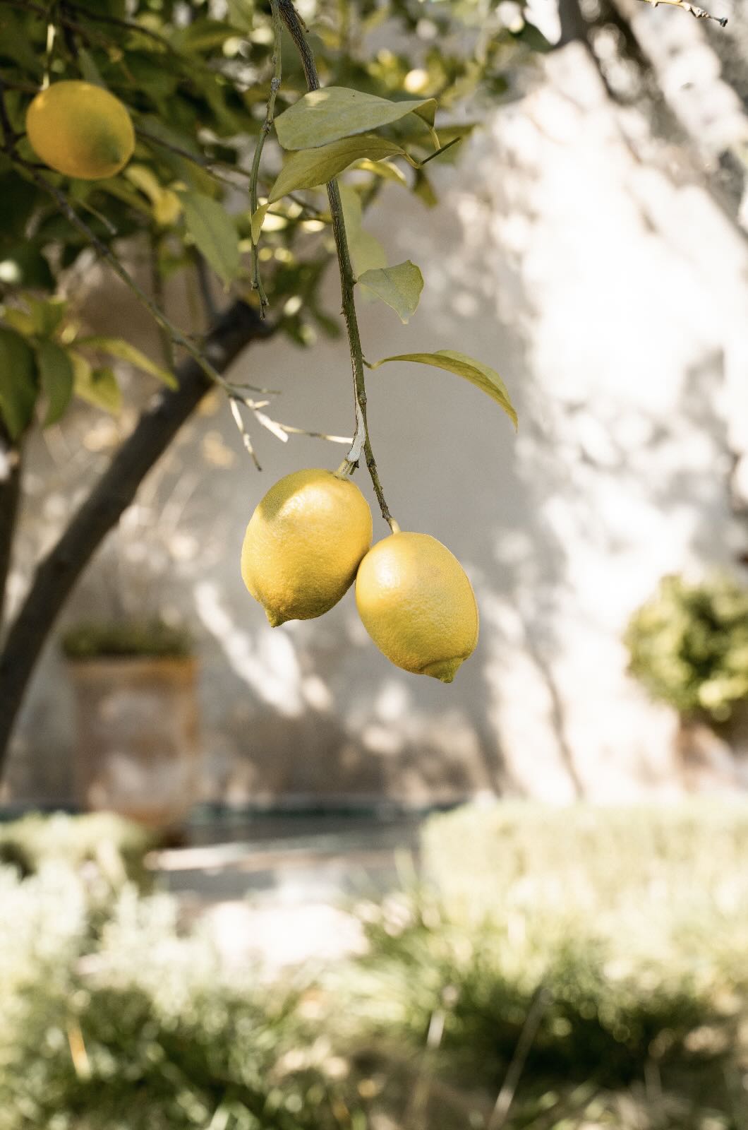 Garden Lemons