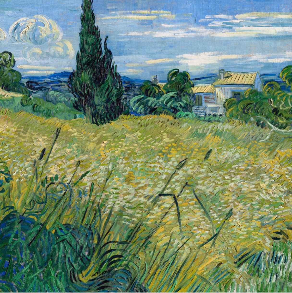 Green Wheat Field with Cypress