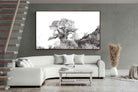Pixalot ® Hillside Baobab