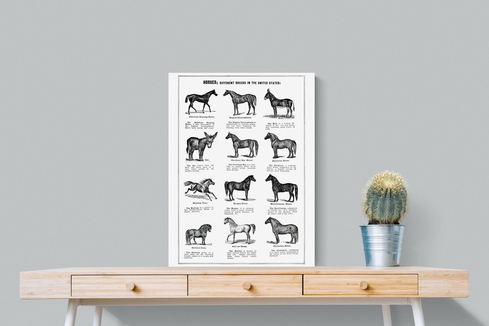 Pixalot Horse Breeds