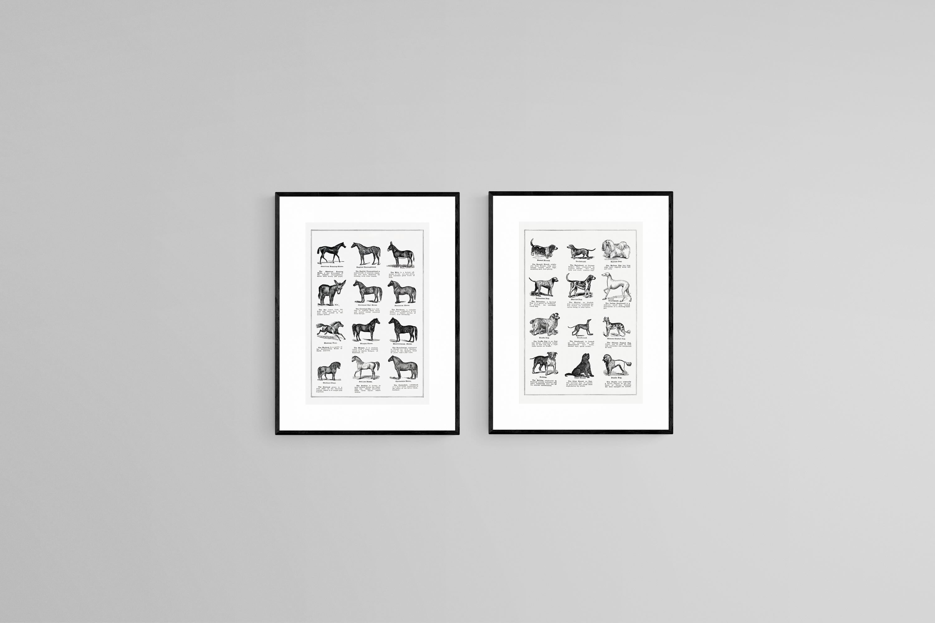 Horse & Dog Breeds