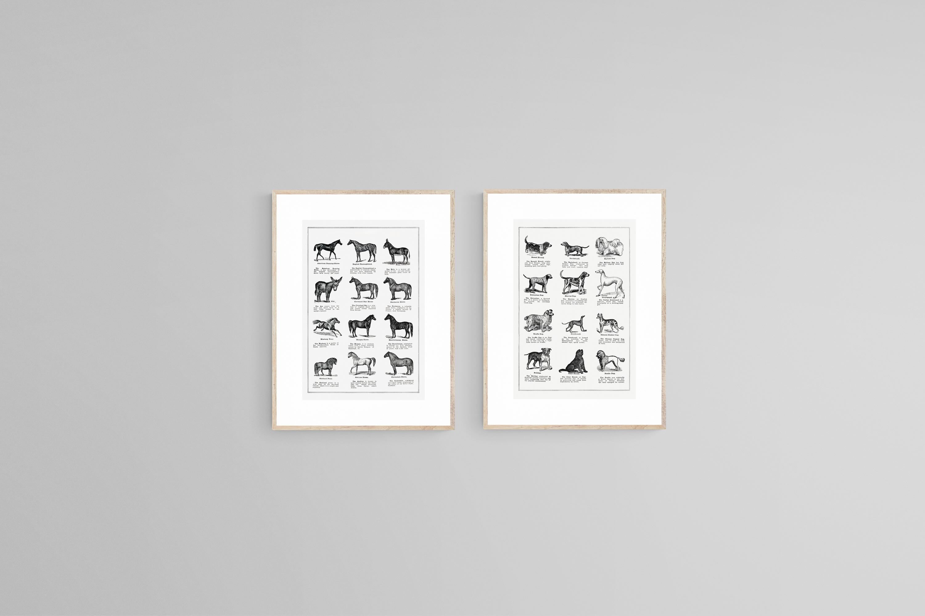 Horse & Dog Breeds