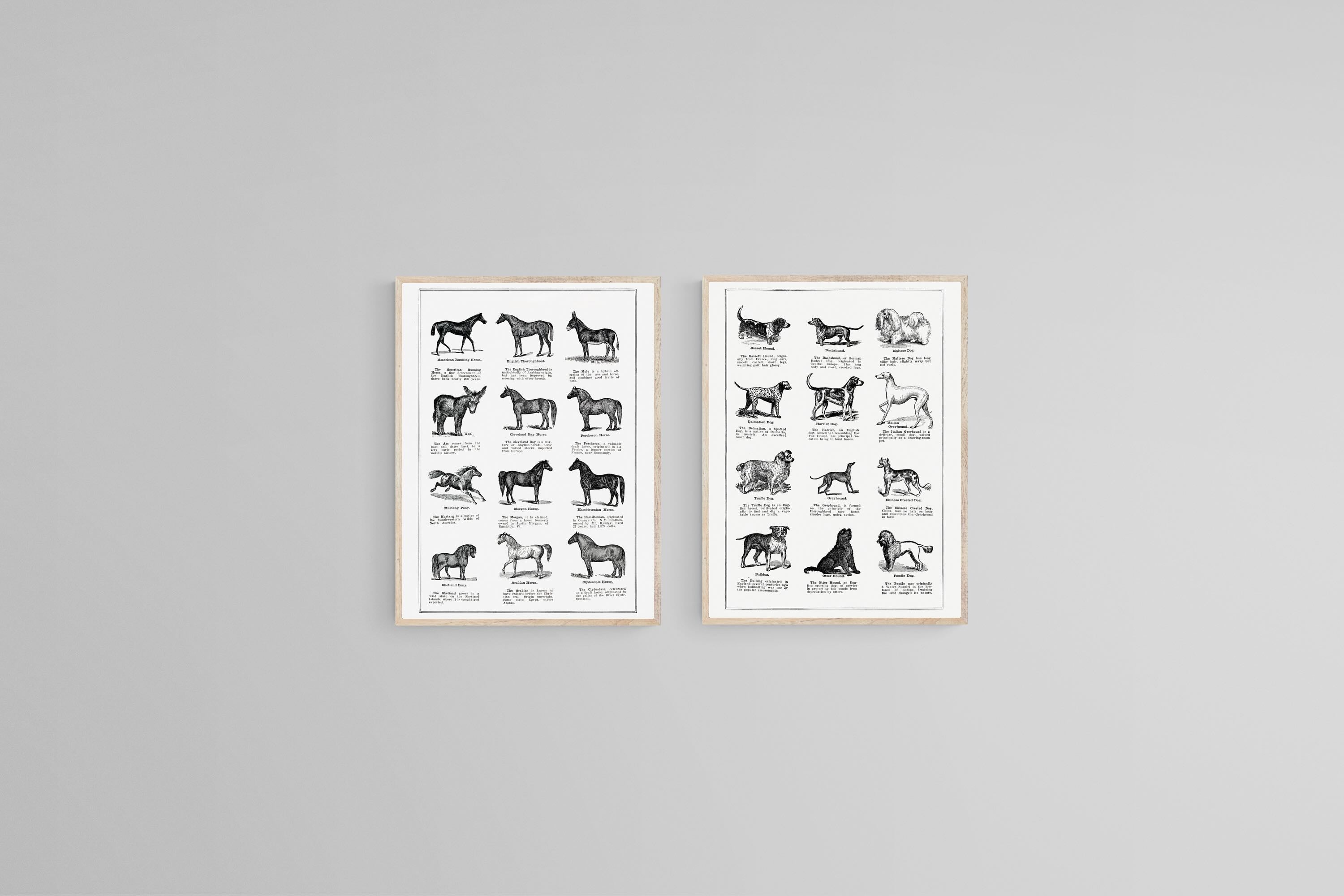 Horse & Dog Breeds