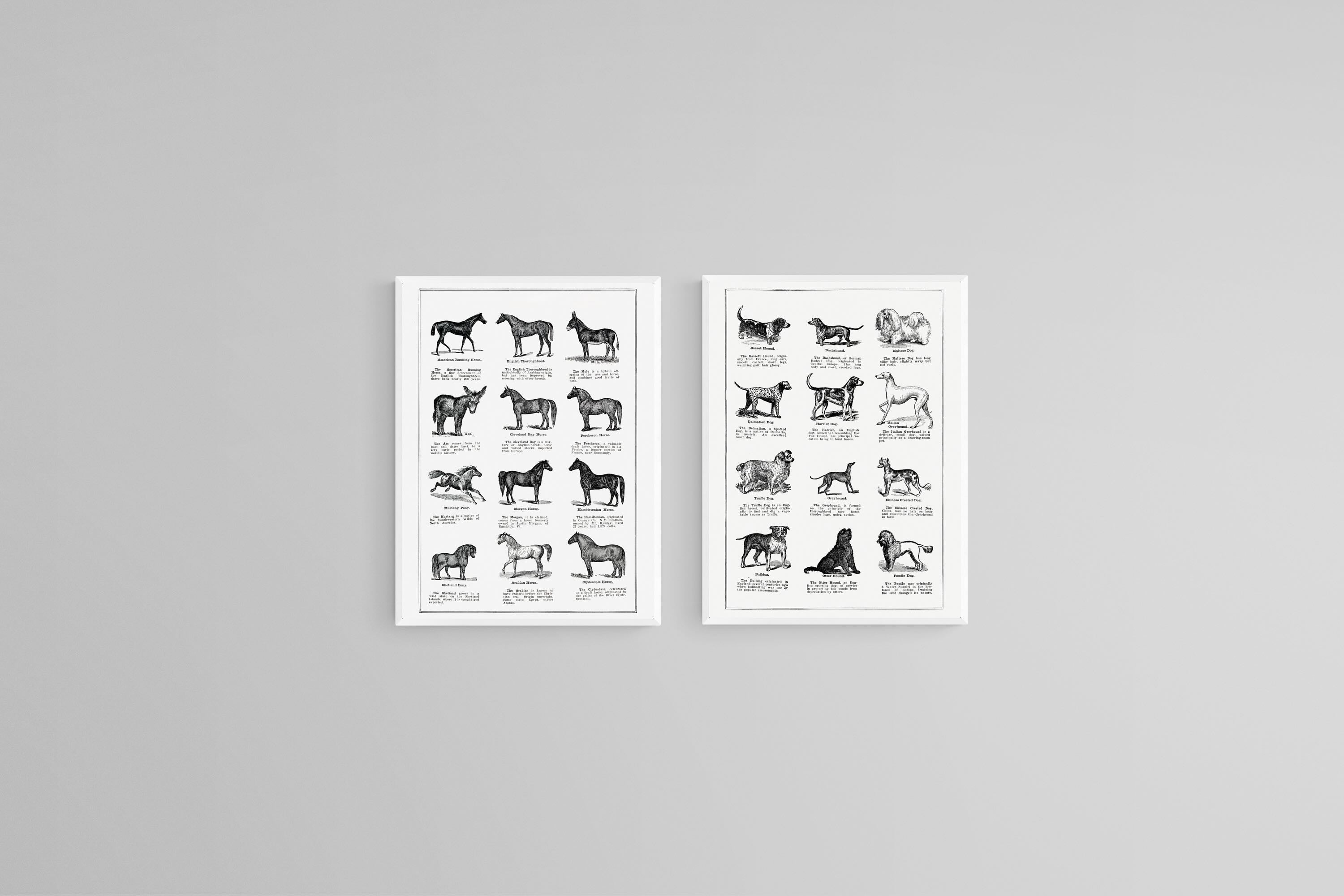 Horse & Dog Breeds