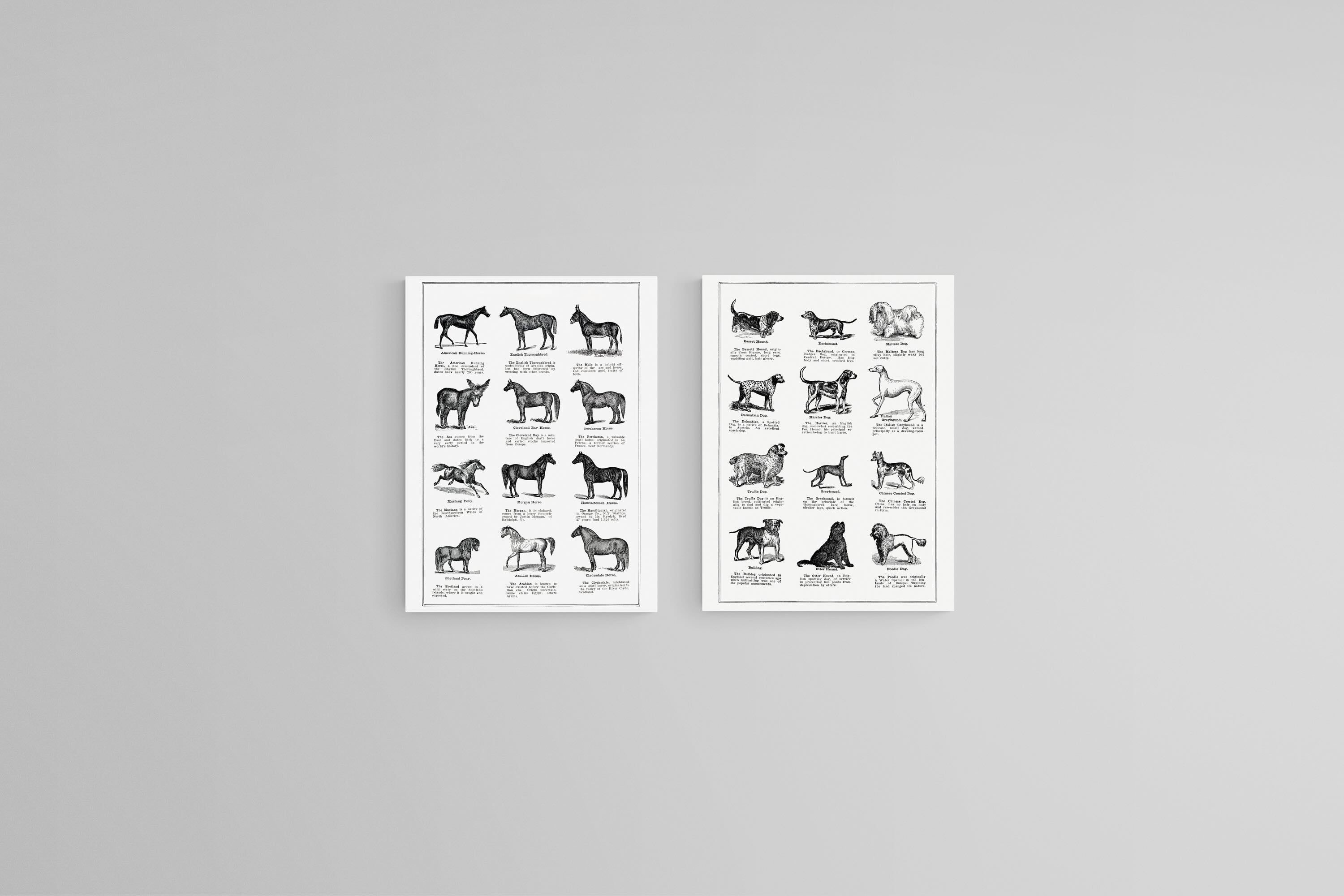 Horse & Dog Breeds