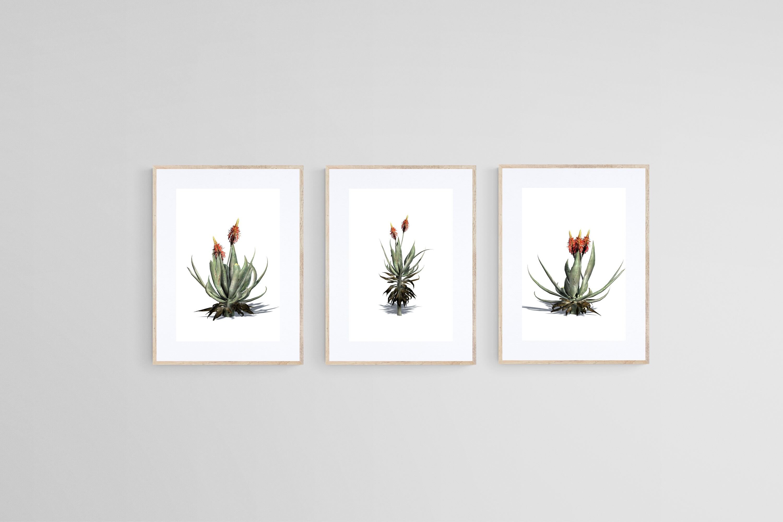 Krantz Aloe Set-Wall_Art-45 x 60cm (x3)-Framed Print-Wood-Pixalot