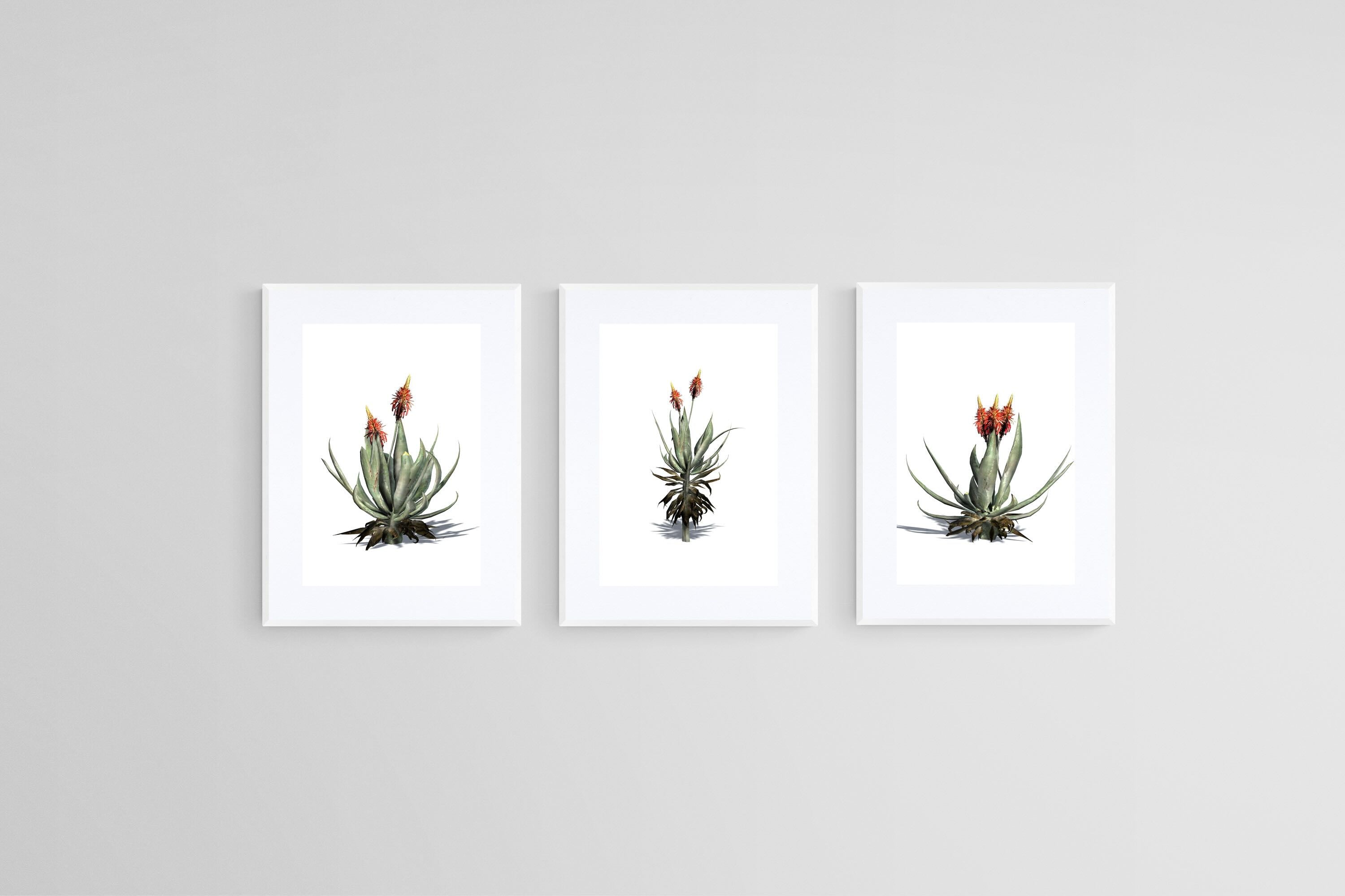 Krantz Aloe Set-Wall_Art-45 x 60cm (x3)-Framed Print-White-Pixalot