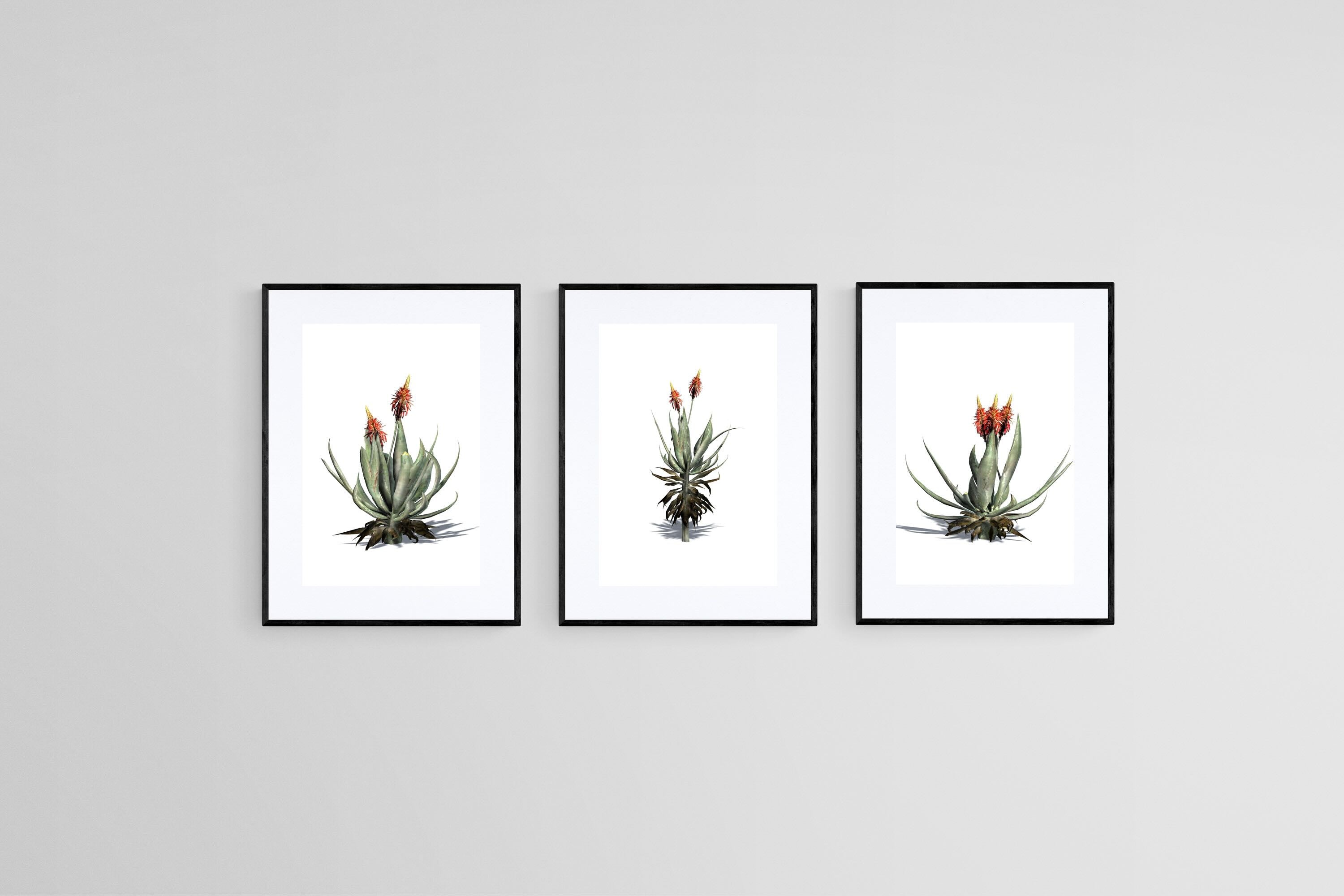 Krantz Aloe Set-Wall_Art-45 x 60cm (x3)-Framed Print-Black-Pixalot