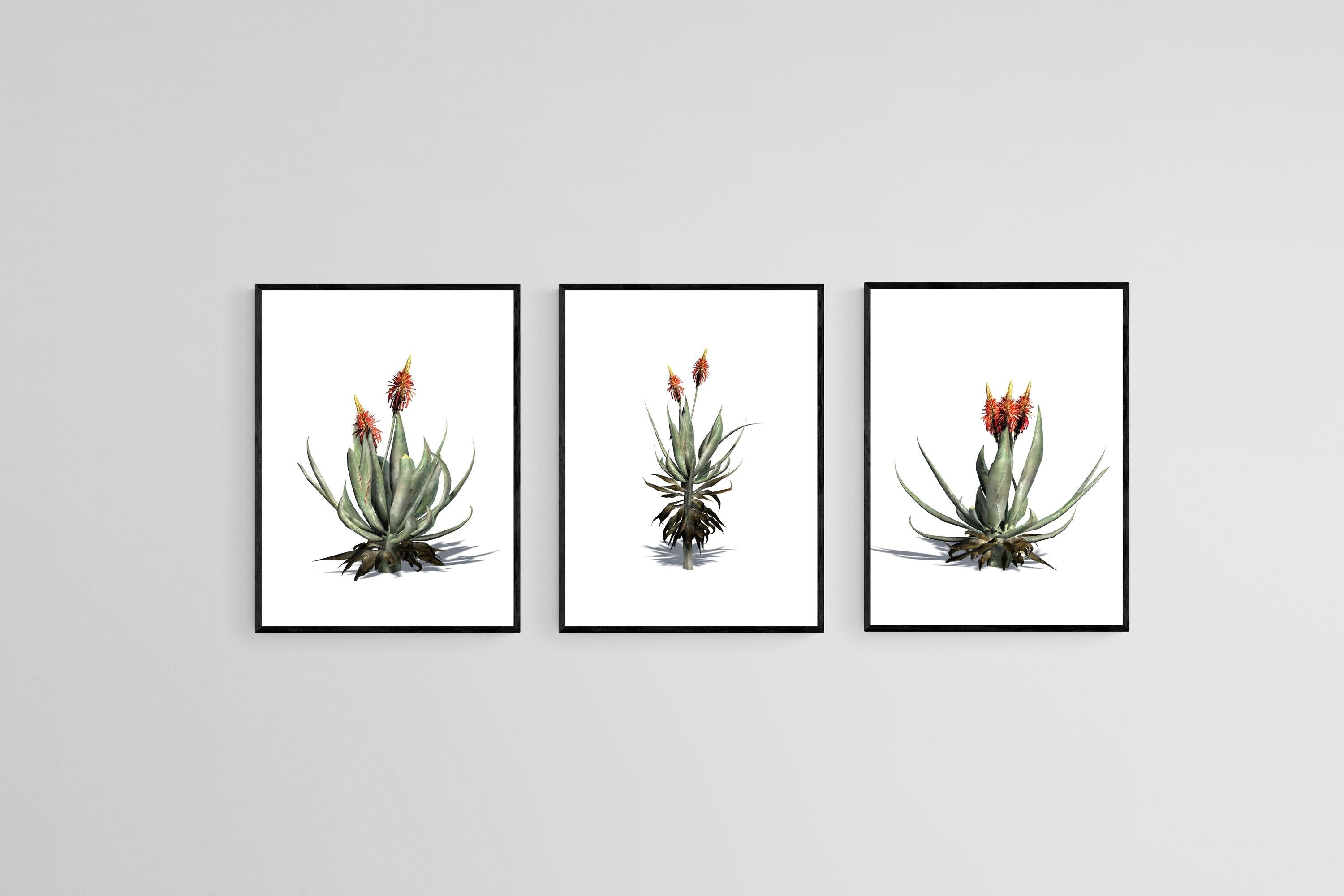 Krantz Aloe Set-Wall_Art-45 x 60cm (x3)-Mounted Canvas-Black-Pixalot