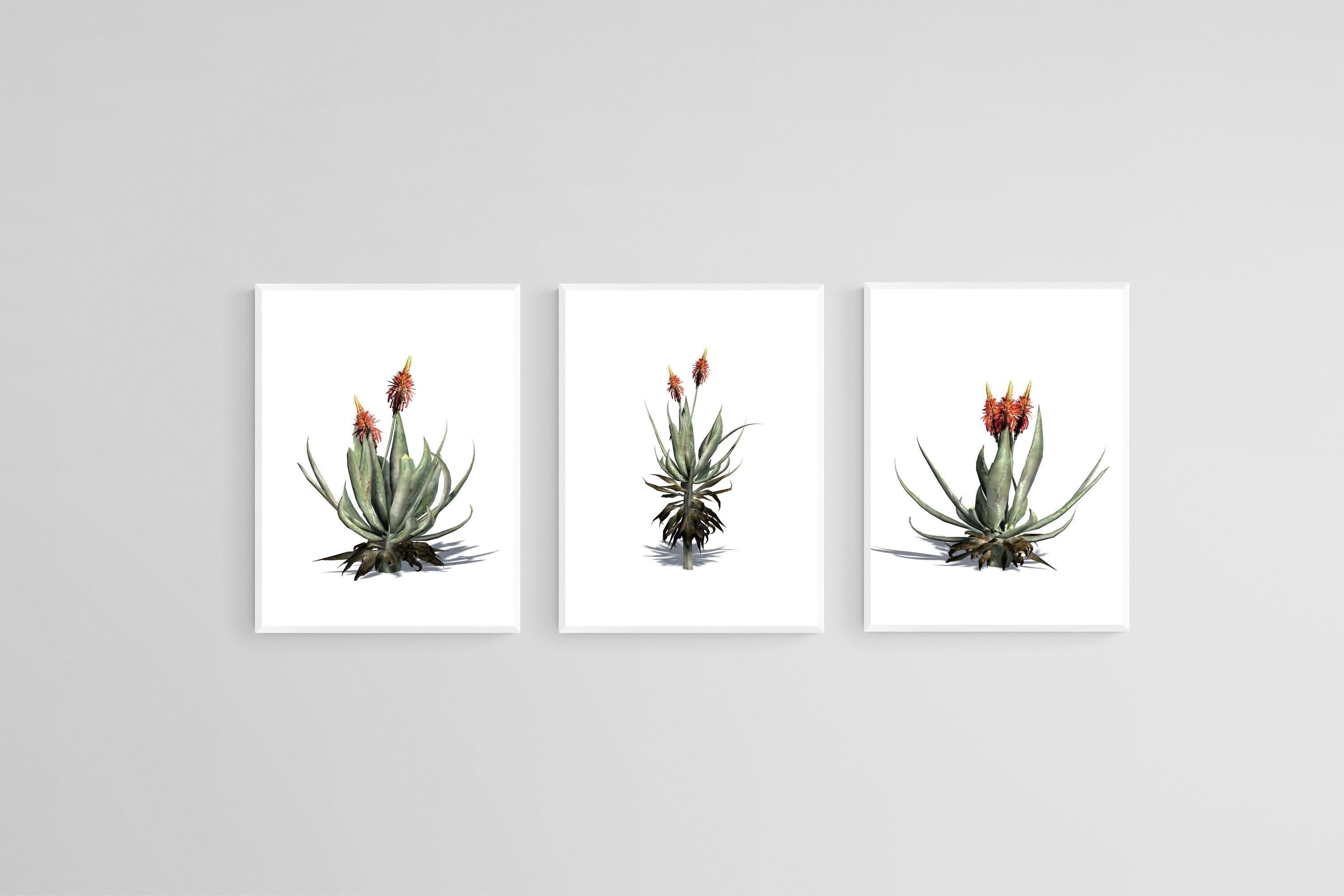 Krantz Aloe Set-Wall_Art-45 x 60cm (x3)-Mounted Canvas-White-Pixalot