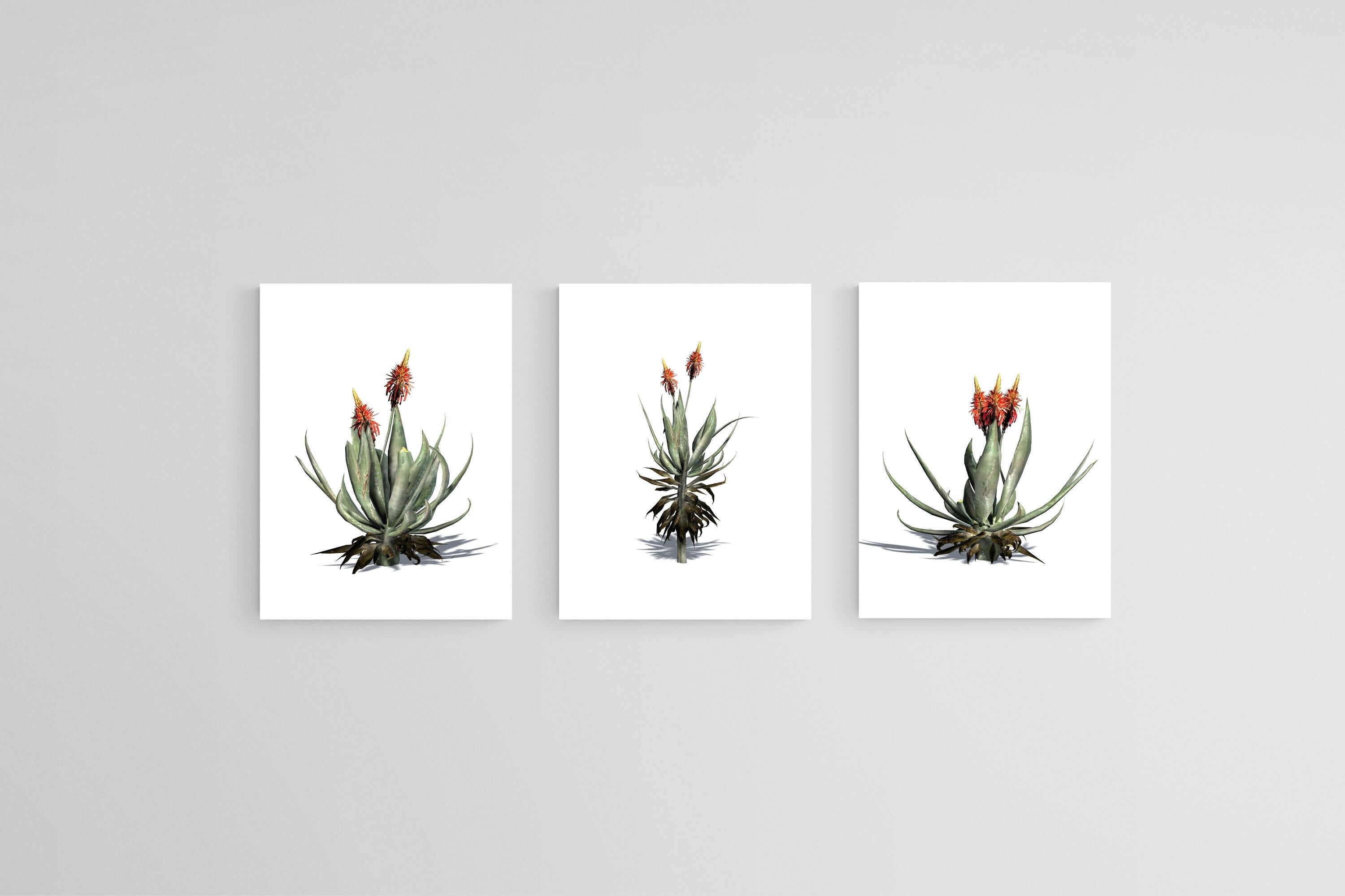 Krantz Aloe Set-Wall_Art-45 x 60cm (x3)-Mounted Canvas-No Frame-Pixalot