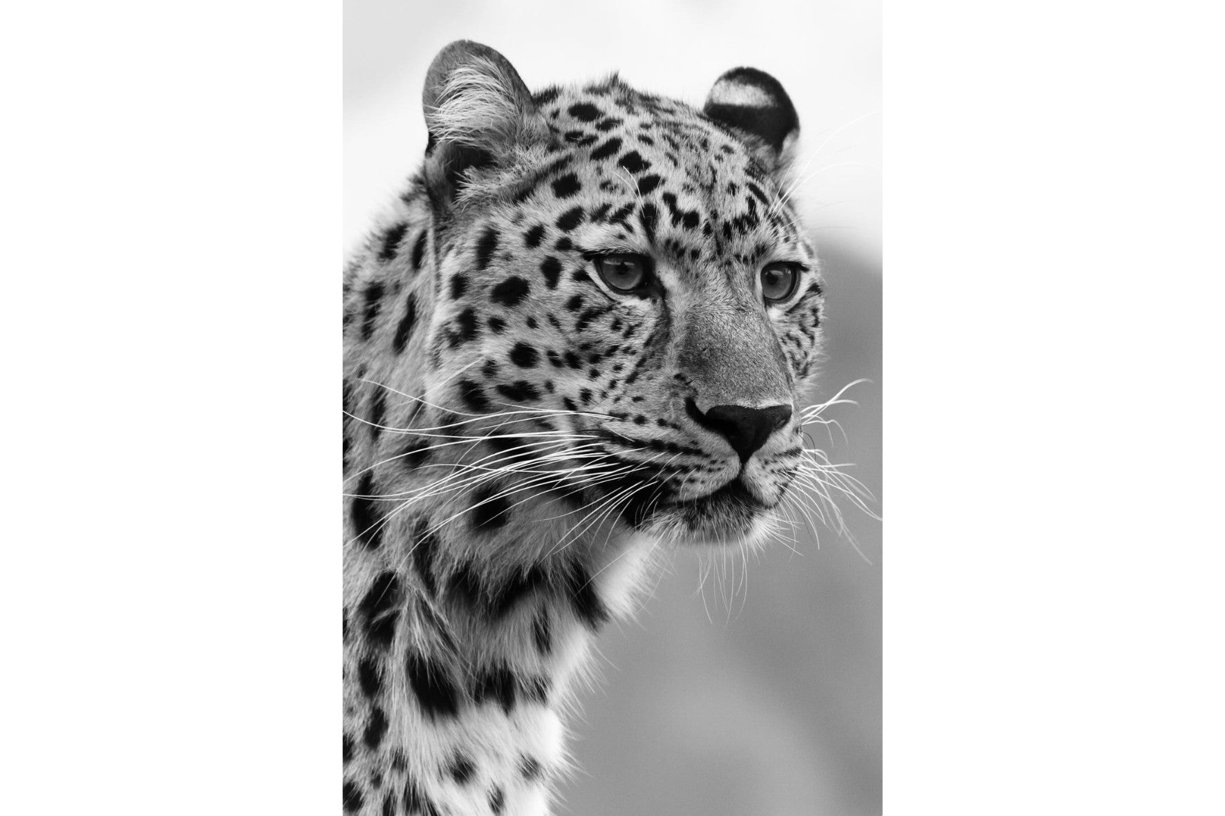 Dragable Image