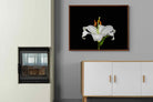 Pixalot ® Lilium on Black