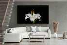 Pixalot ® Lilium on Black