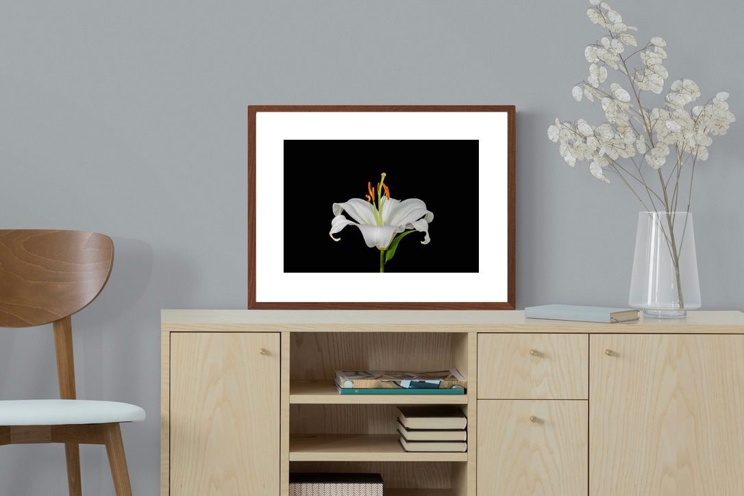 Pixalot ® Lilium on Black