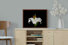 Pixalot ® Lilium on Black