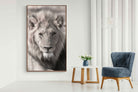 Pixalot Lion Eyes